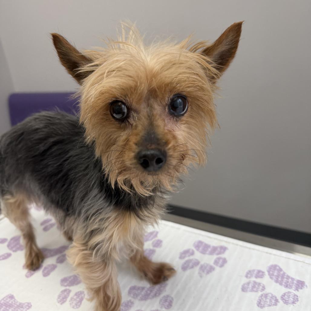 Enlarge Hazel, a Adoptable mixed breed in Phoenix, MD image 1/1