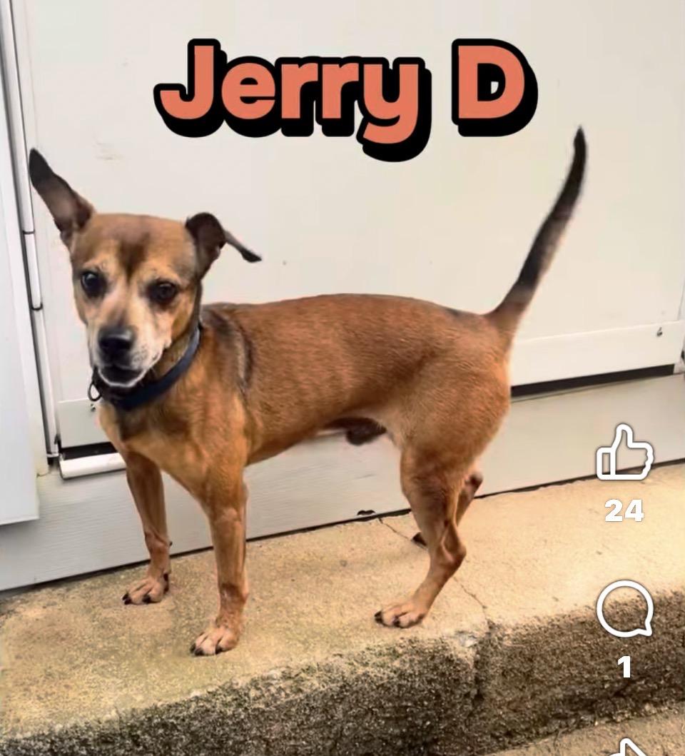 Enlarge Jerry D, a ADOPTABLE Chihuahua in Warrenton, VA image 1/1