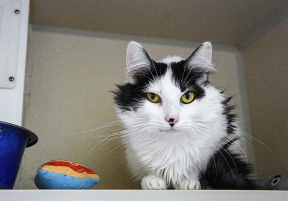 EFFIE, Adoptable, Young Female Domestic Long Hair.