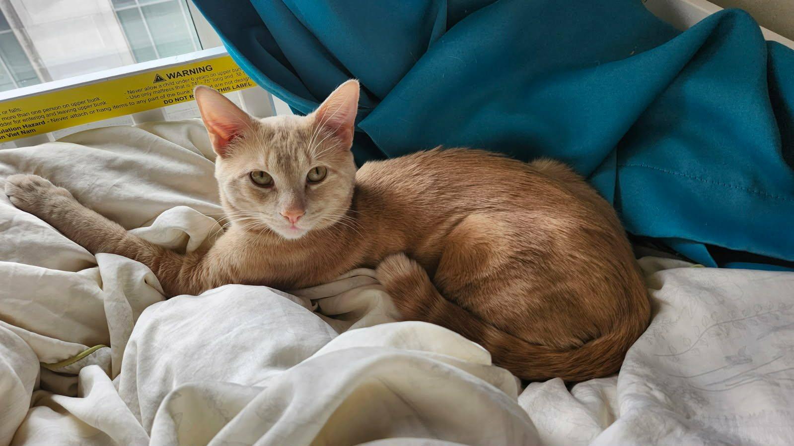 Enlarge Hartley, an adopted Domestic Short Hair in Brantford, ON image 4/6