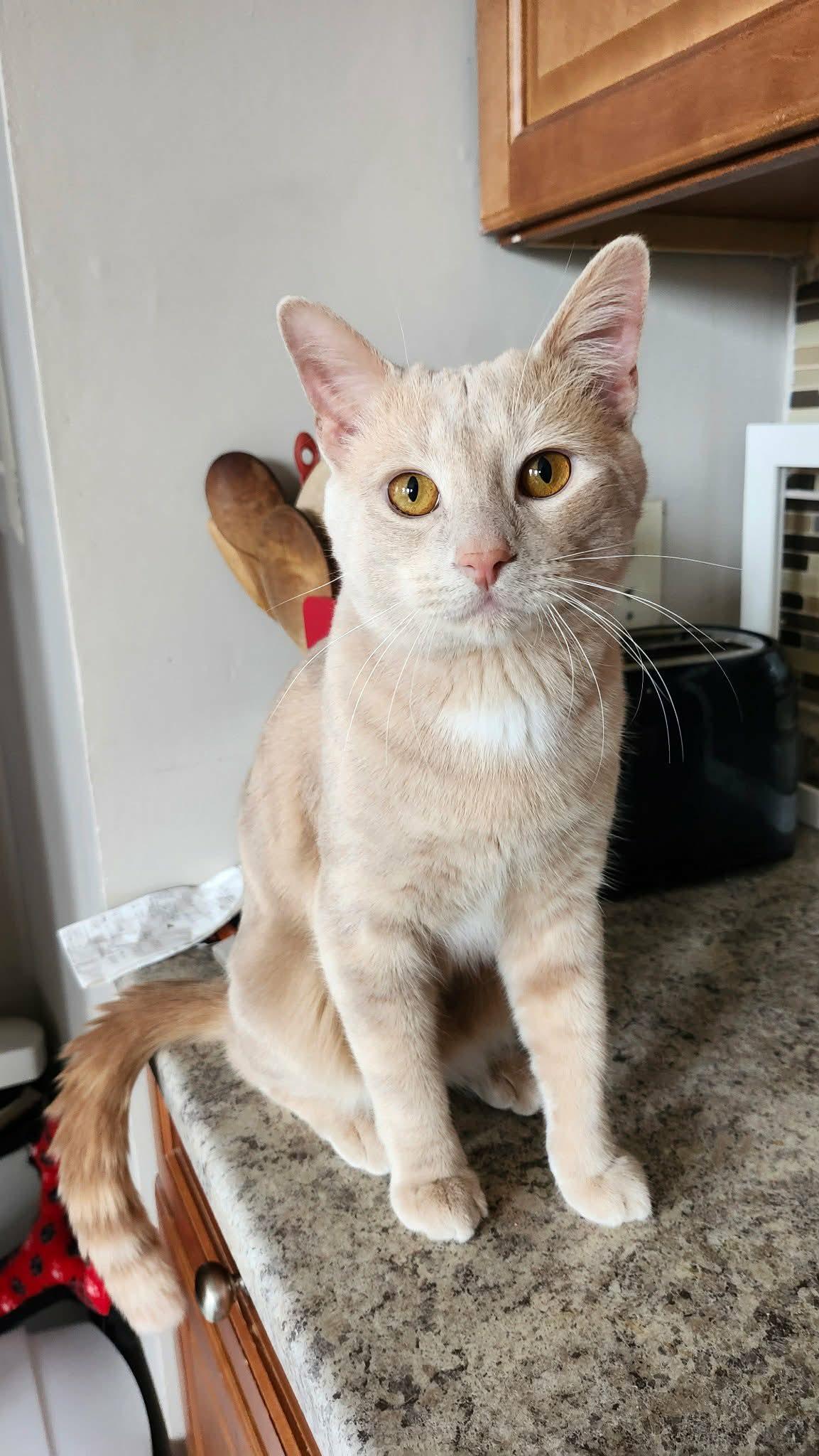 Enlarge Hartley, an adopted Domestic Short Hair in Brantford, ON image 1/6