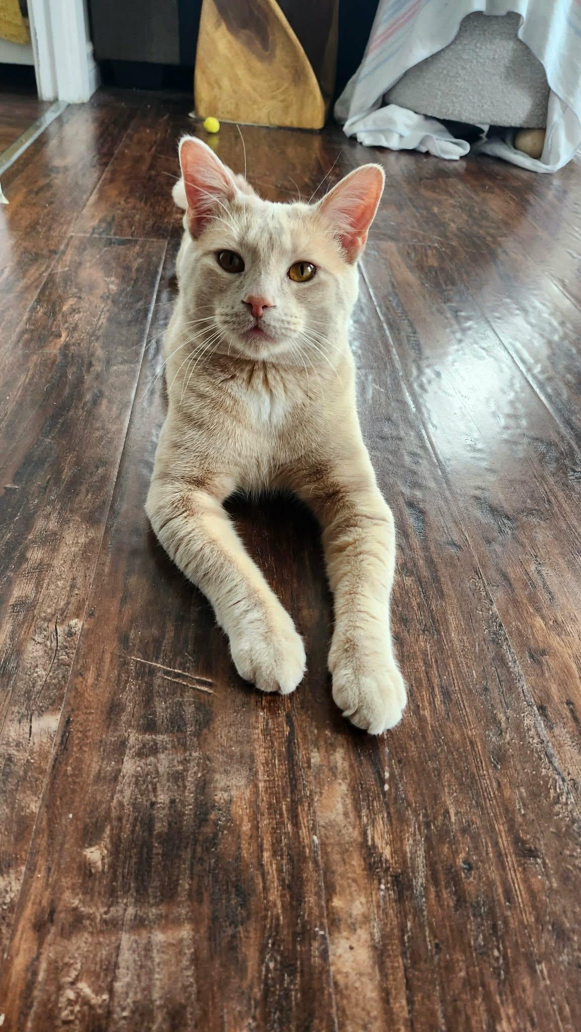 Enlarge Hartley, an adopted Domestic Short Hair in Brantford, ON image 2/6