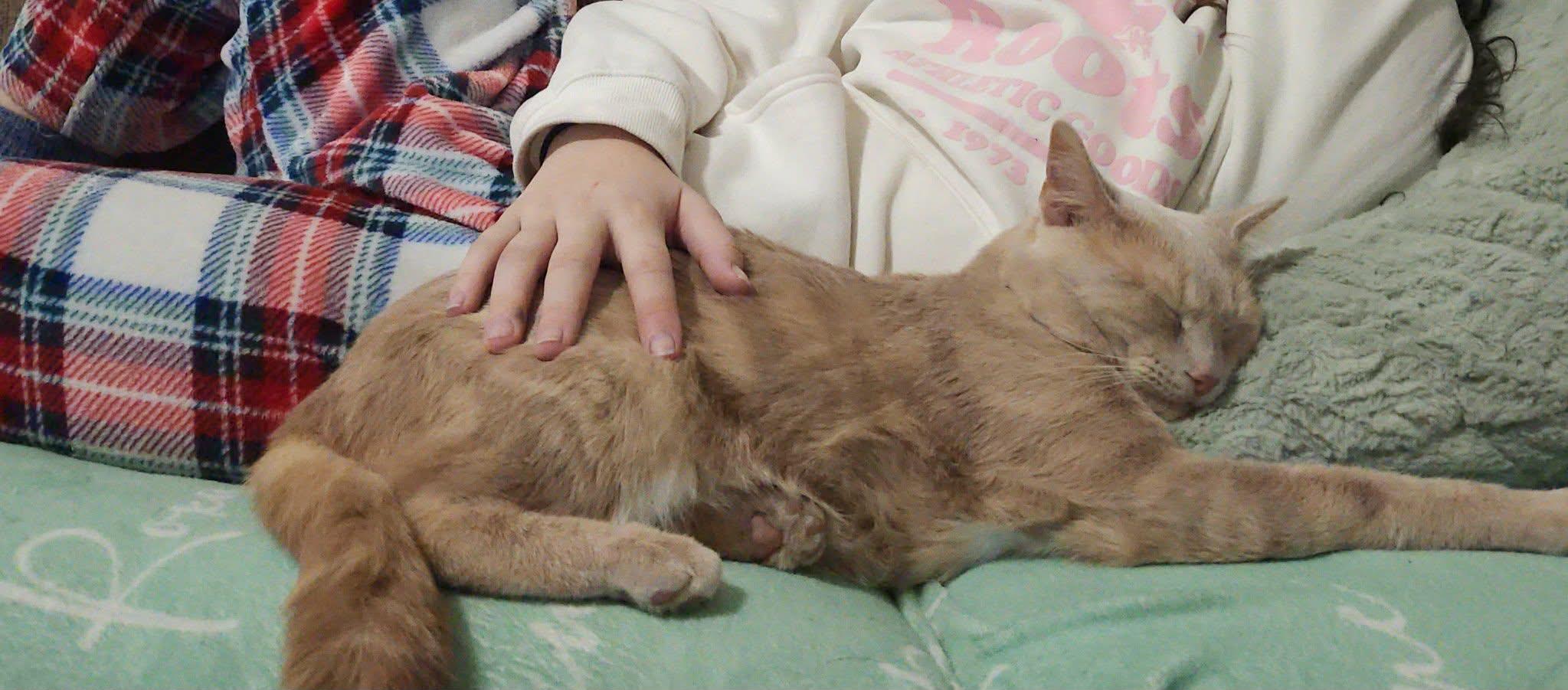 Enlarge Hartley, an adopted Domestic Short Hair in Brantford, ON image 5/6