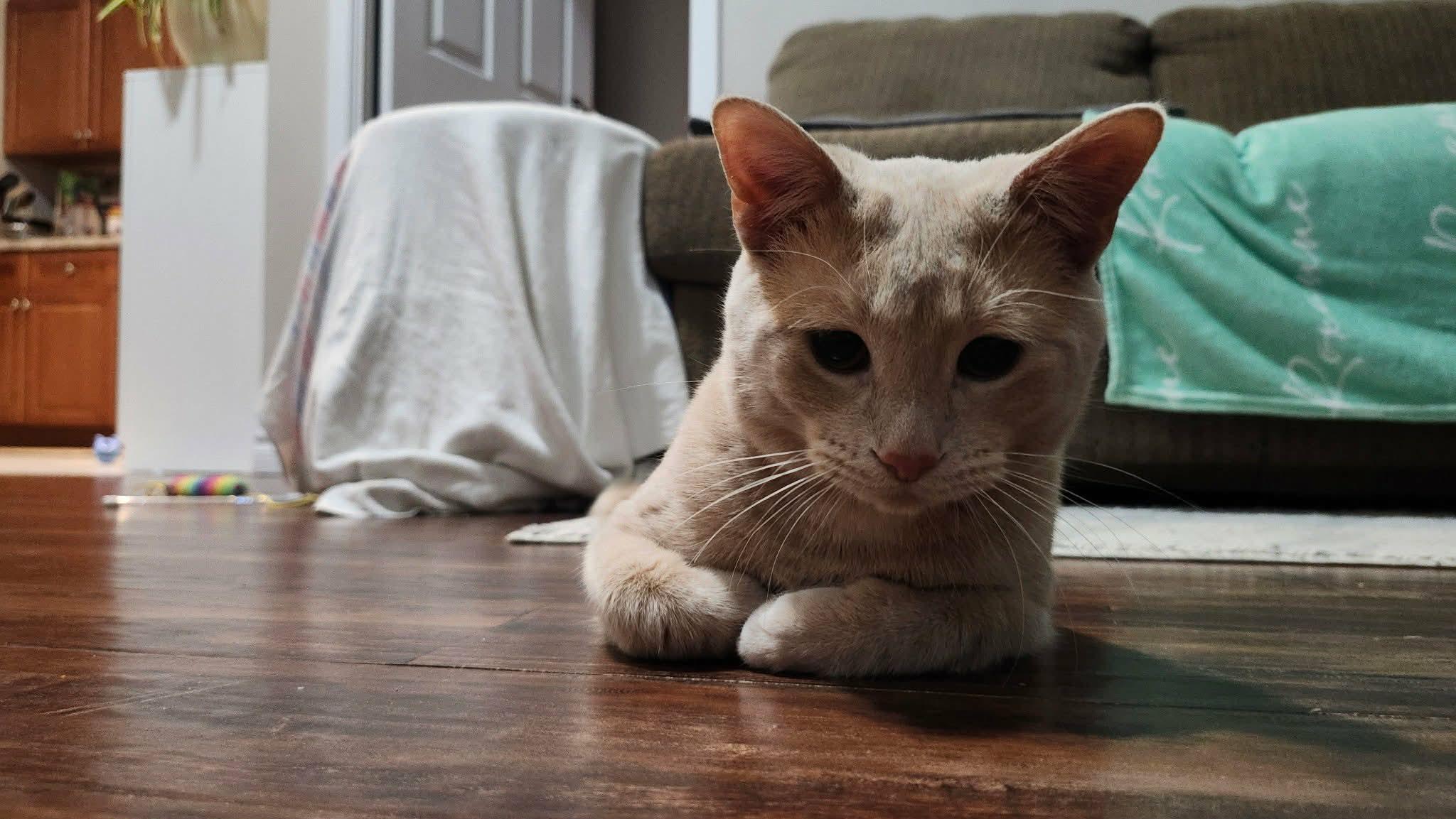 Enlarge Hartley, an adopted Domestic Short Hair in Brantford, ON image 3/6