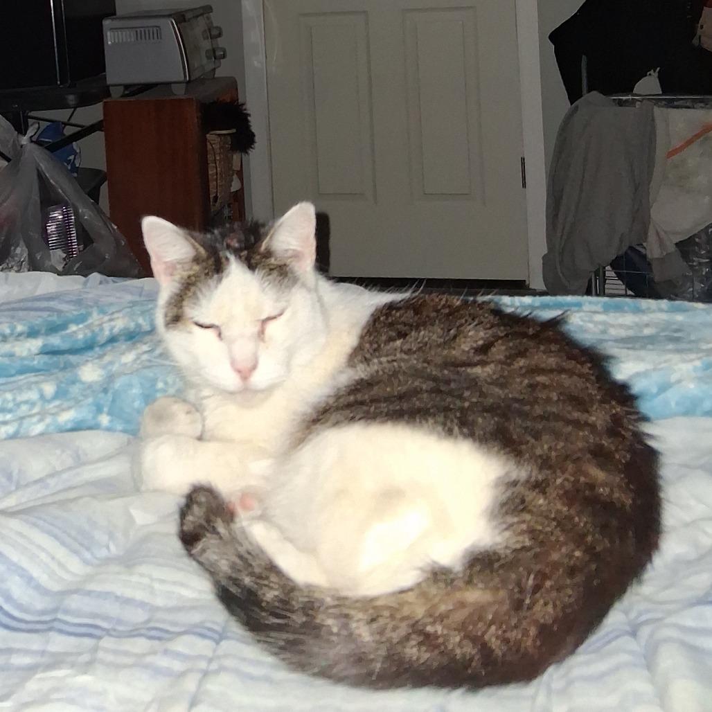 Enlarge Tony, a Adoptable Domestic Short Hair in Vineland, NJ image 1/2
