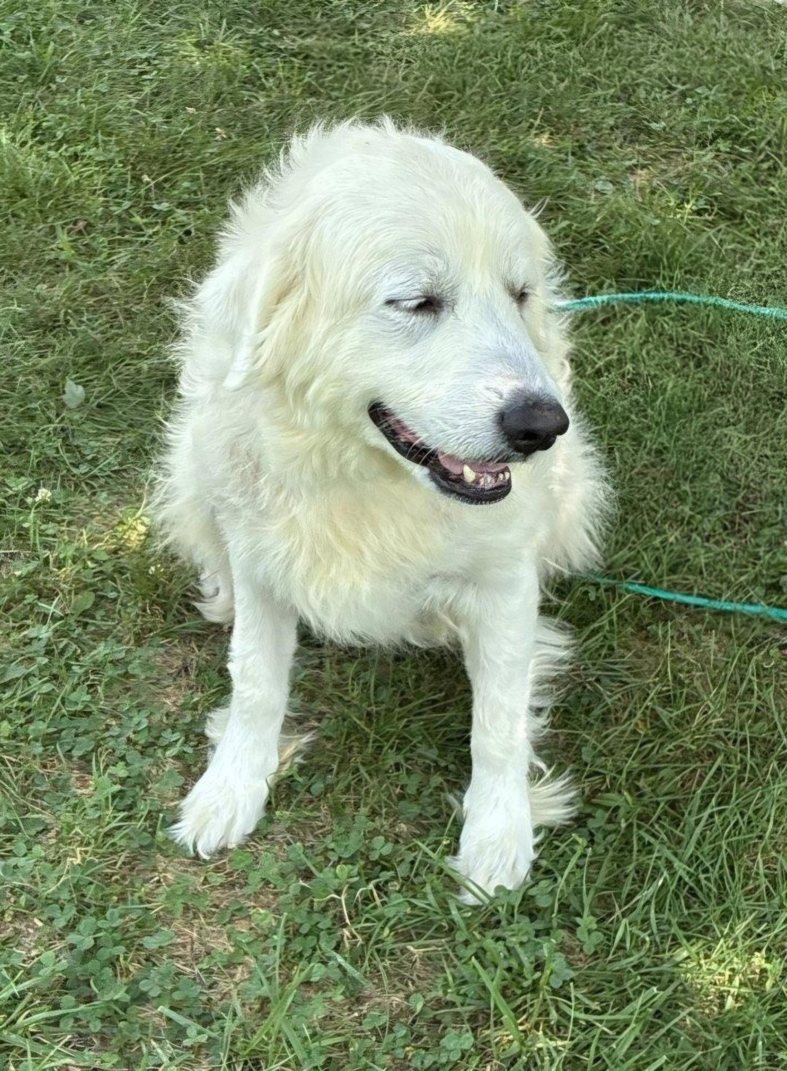 PYRA, Adoptable, Adult Female Great Pyrenees.