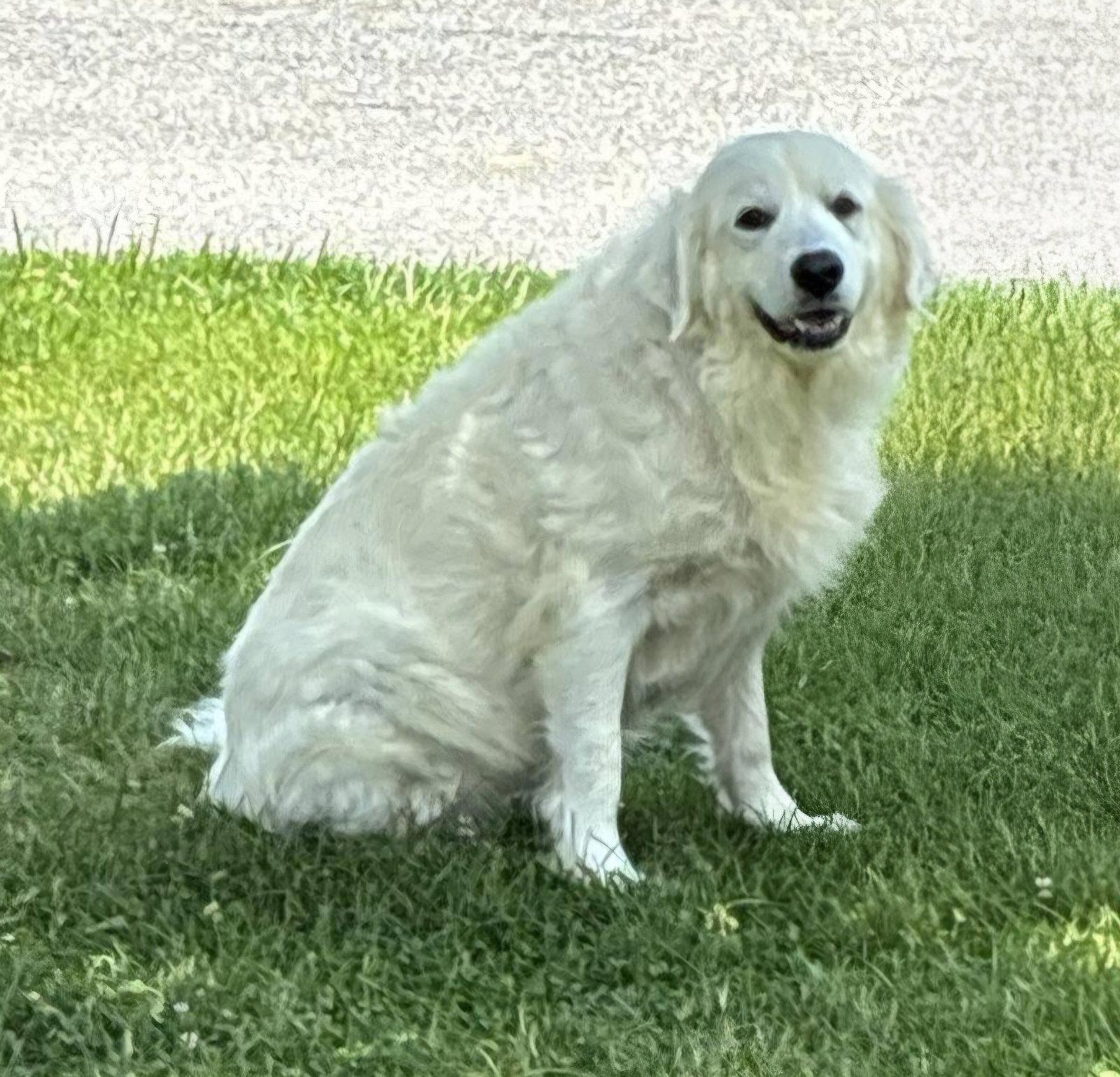 Enlarge PYRA, a Adoptable Great Pyrenees in Croydon, NH image 2/3