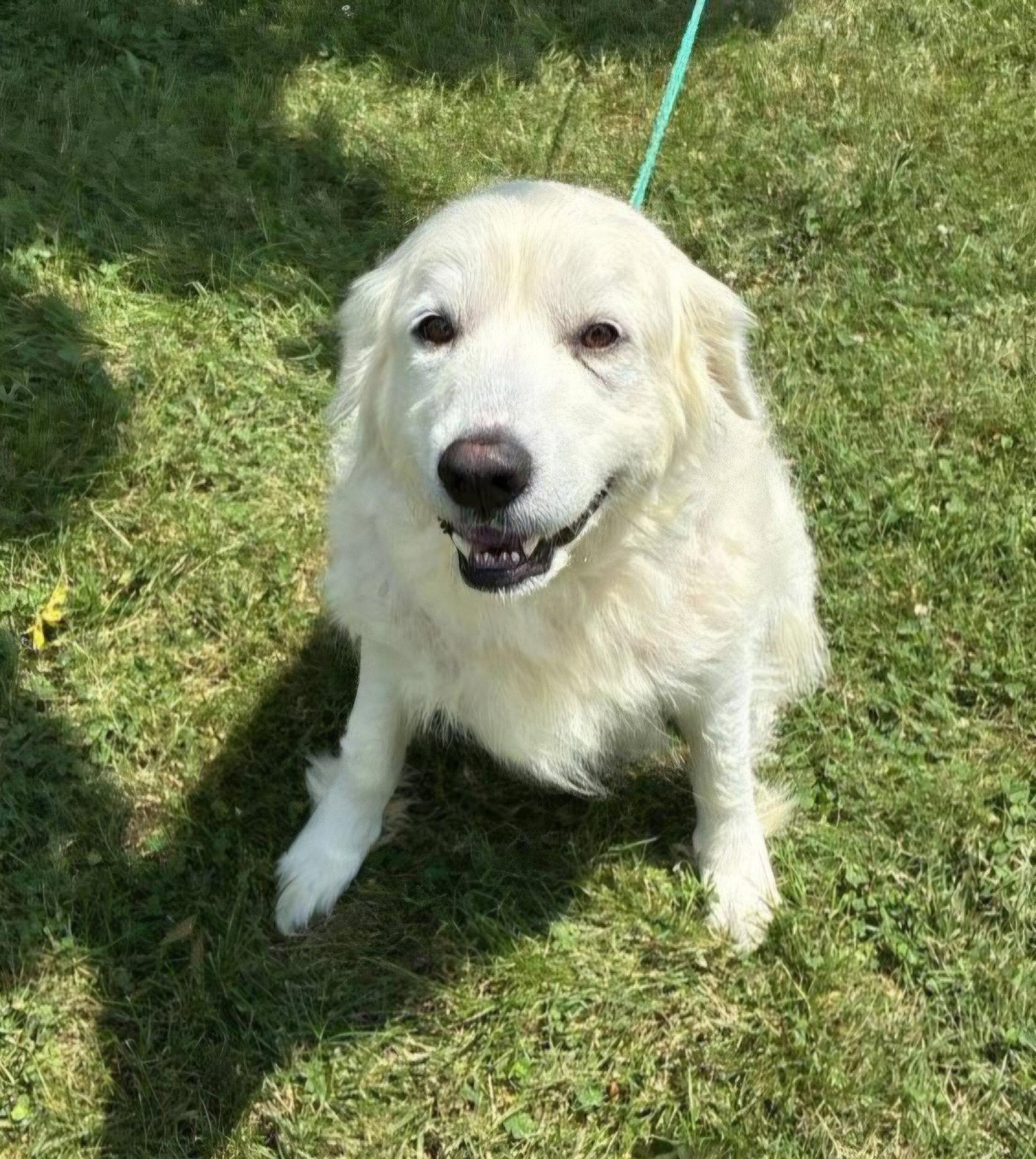 Enlarge PYRA, a Adoptable Great Pyrenees in Croydon, NH image 3/3