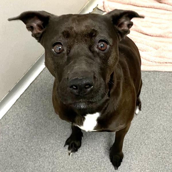 November, Adoptable, Adult Female Pit Bull Terrier.