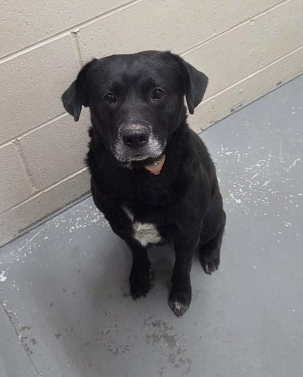 Patches, Adoptable, Adult Male Mixed Breed.