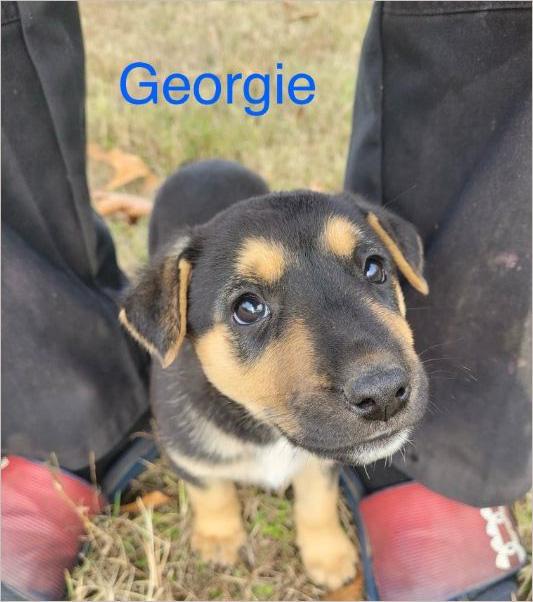 Enlarge Georgie, a Adopted mixed breed in Welling, OK image 1/1