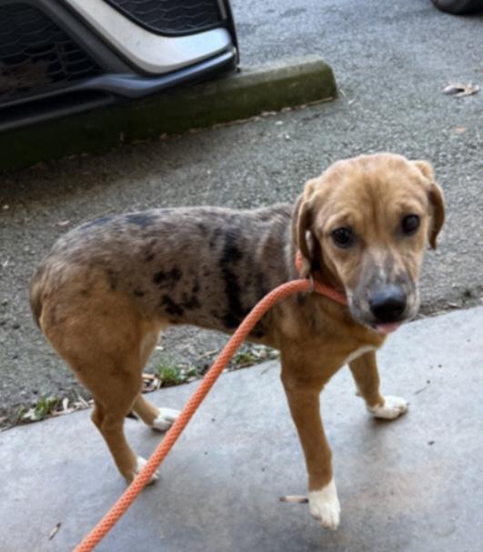 Glitter, adoptable, Puppy Female Catahoula Leopard Dog & Hound.
