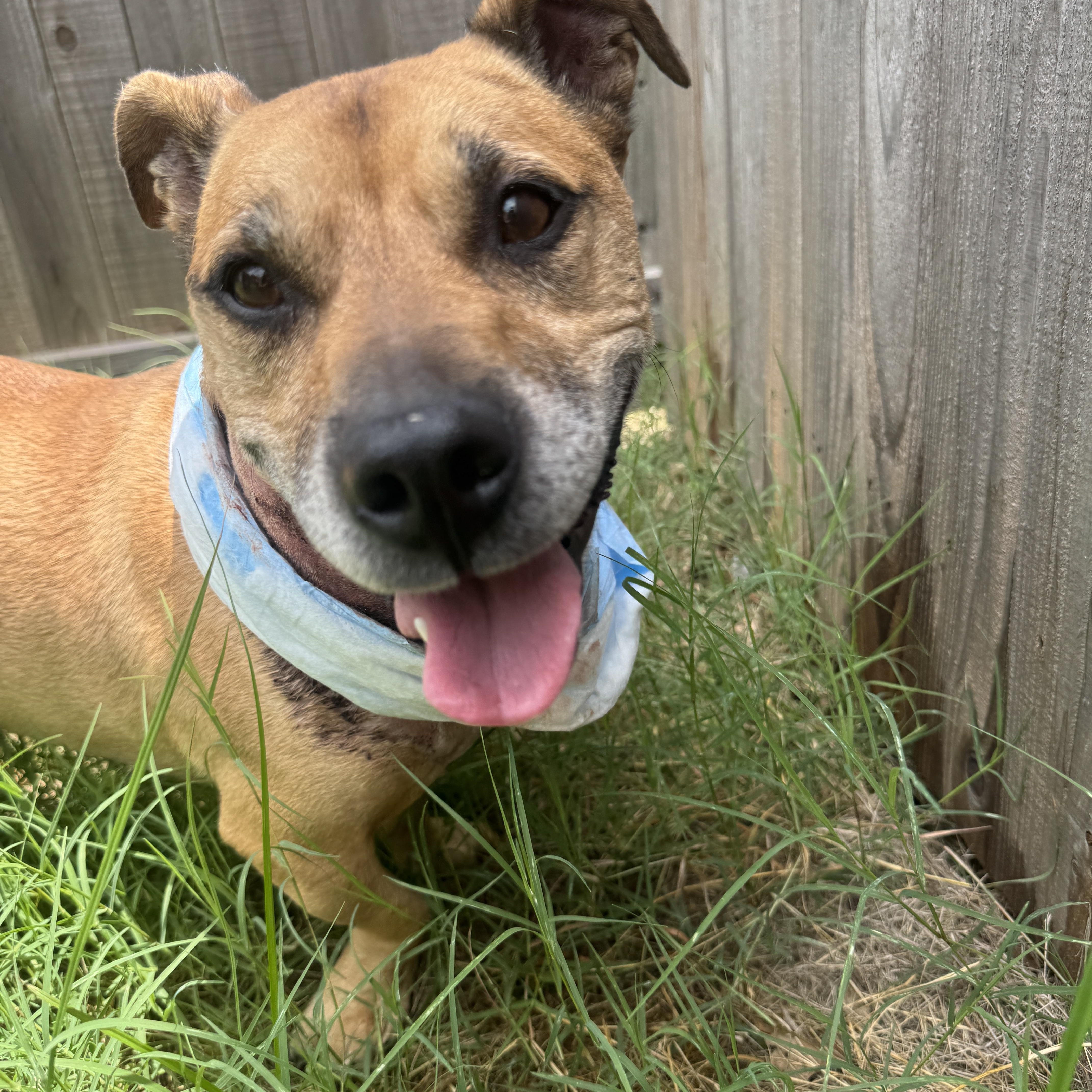 Scooby, Adult Male unknown