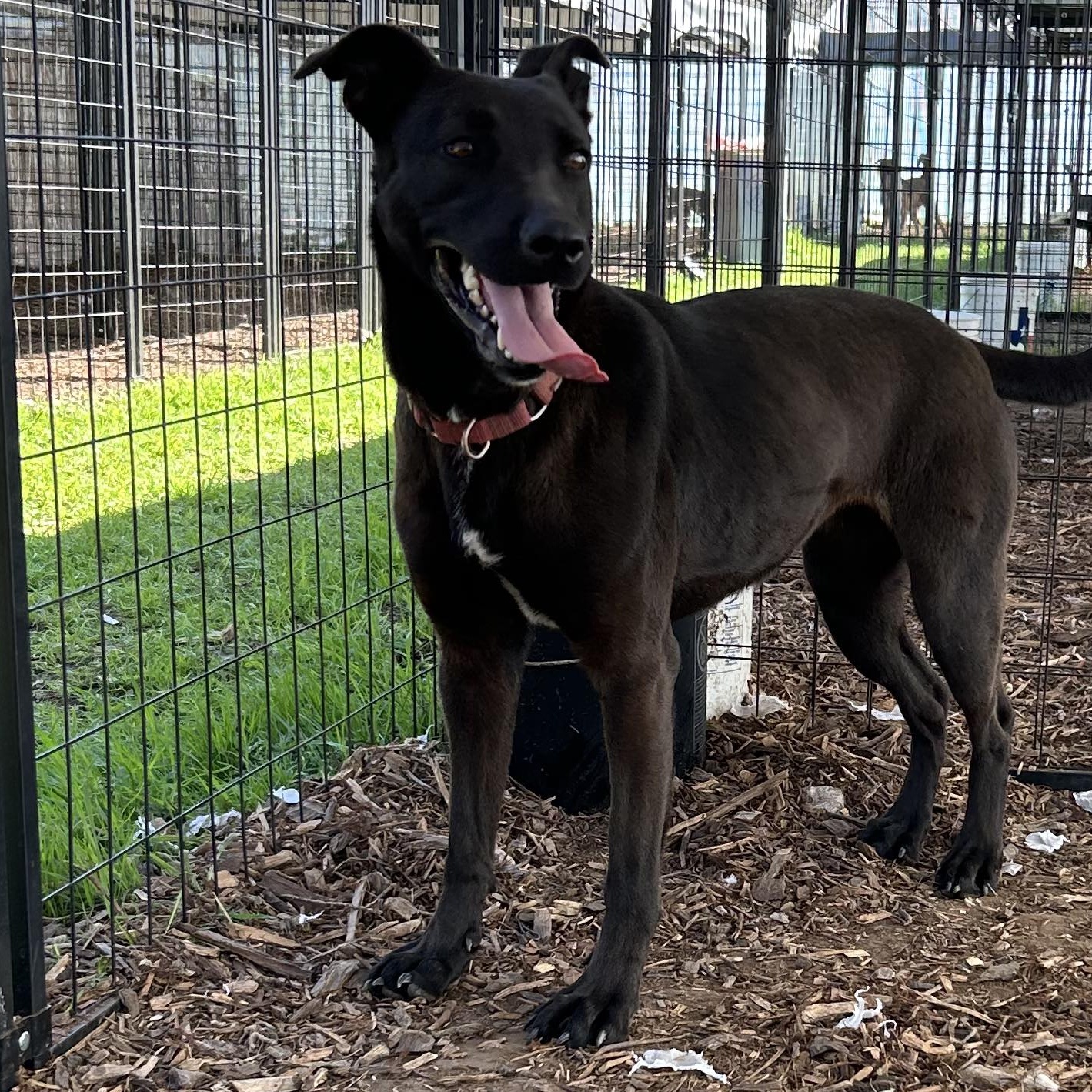 Enlarge Galaxy, a Adoptable mixed breed in Kempner, TX image 9/12