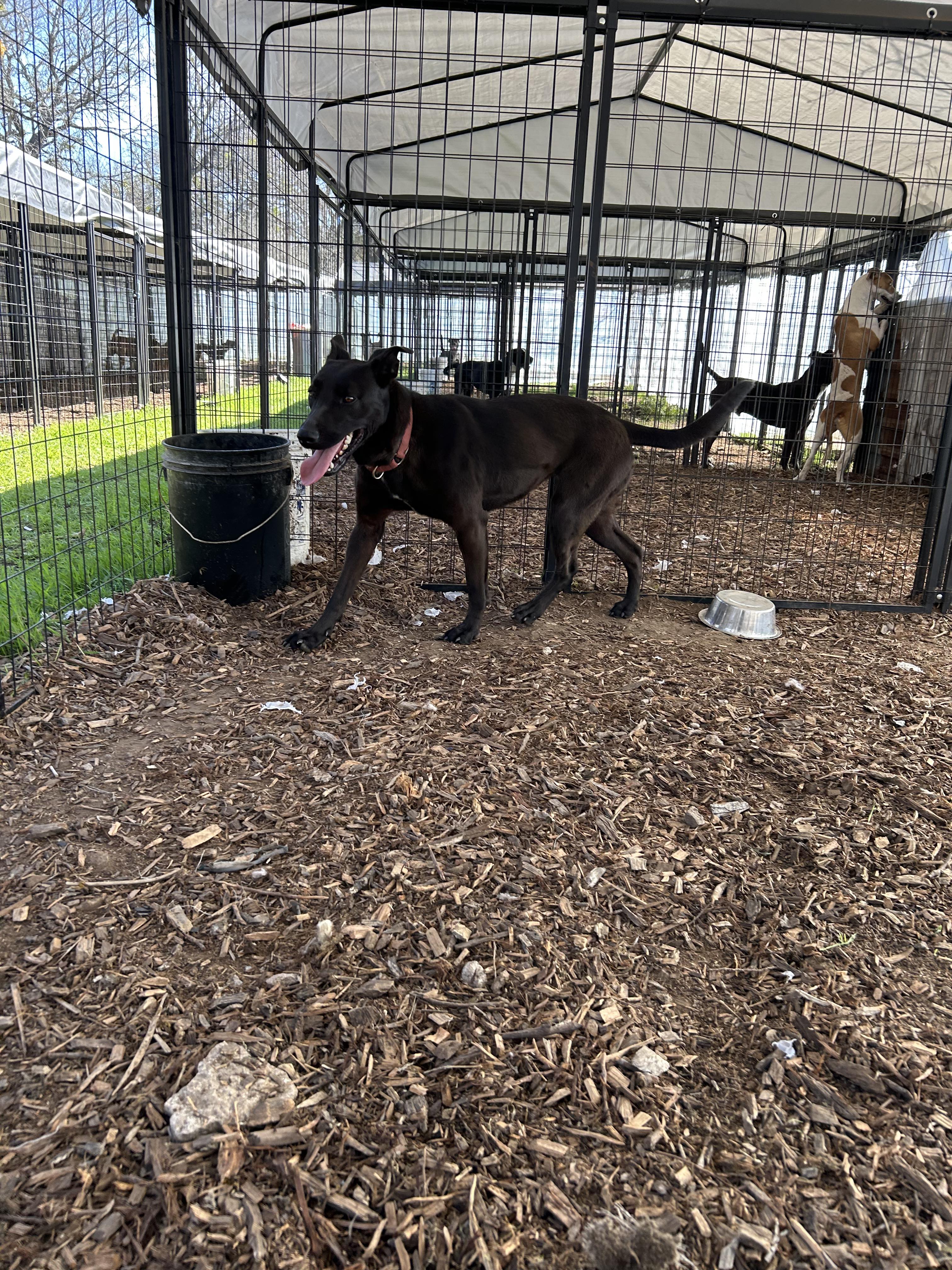 Enlarge Galaxy, a Adoptable mixed breed in Kempner, TX image 12/12