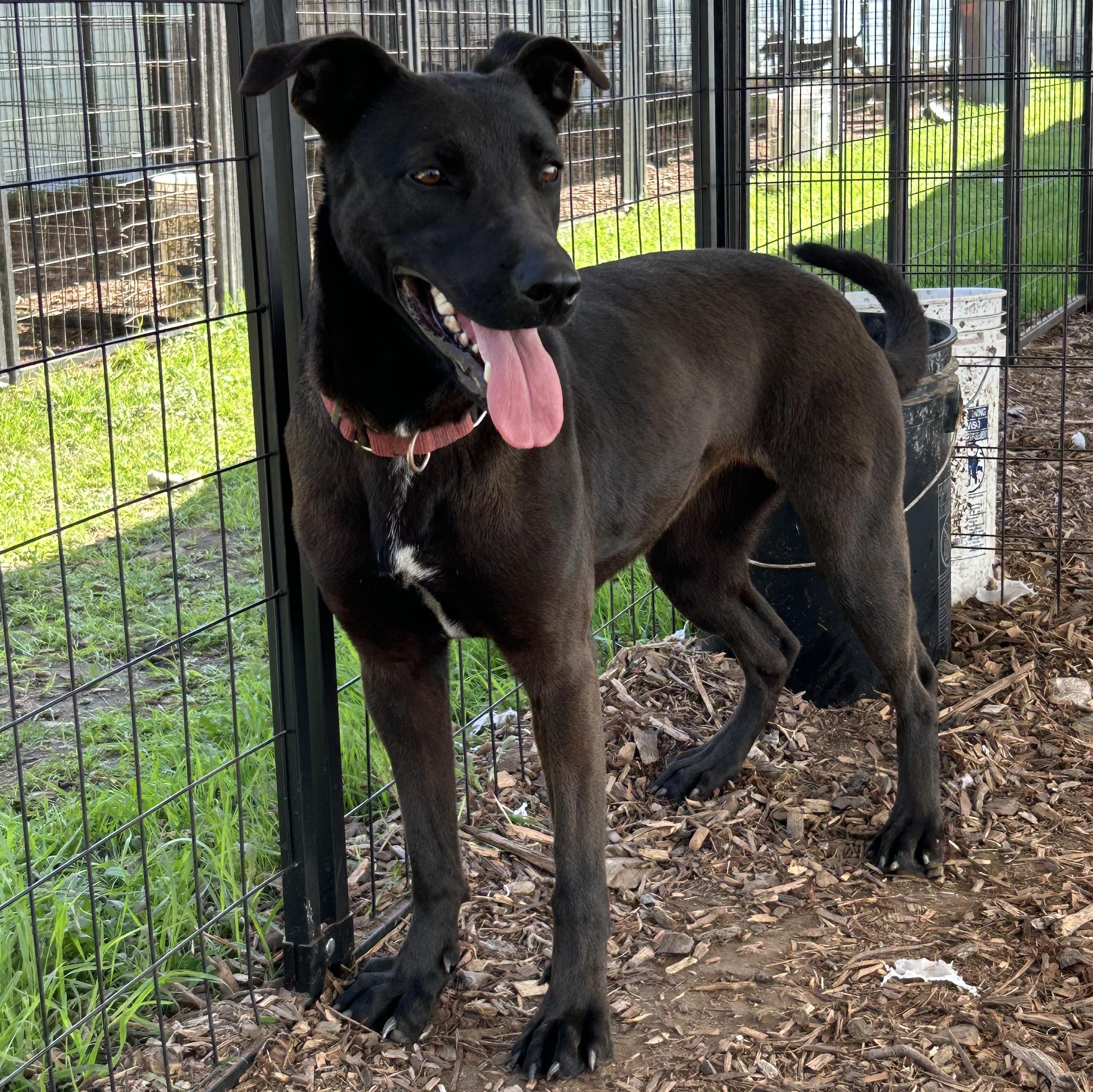 Enlarge Galaxy, a Adoptable mixed breed in Kempner, TX image 10/12