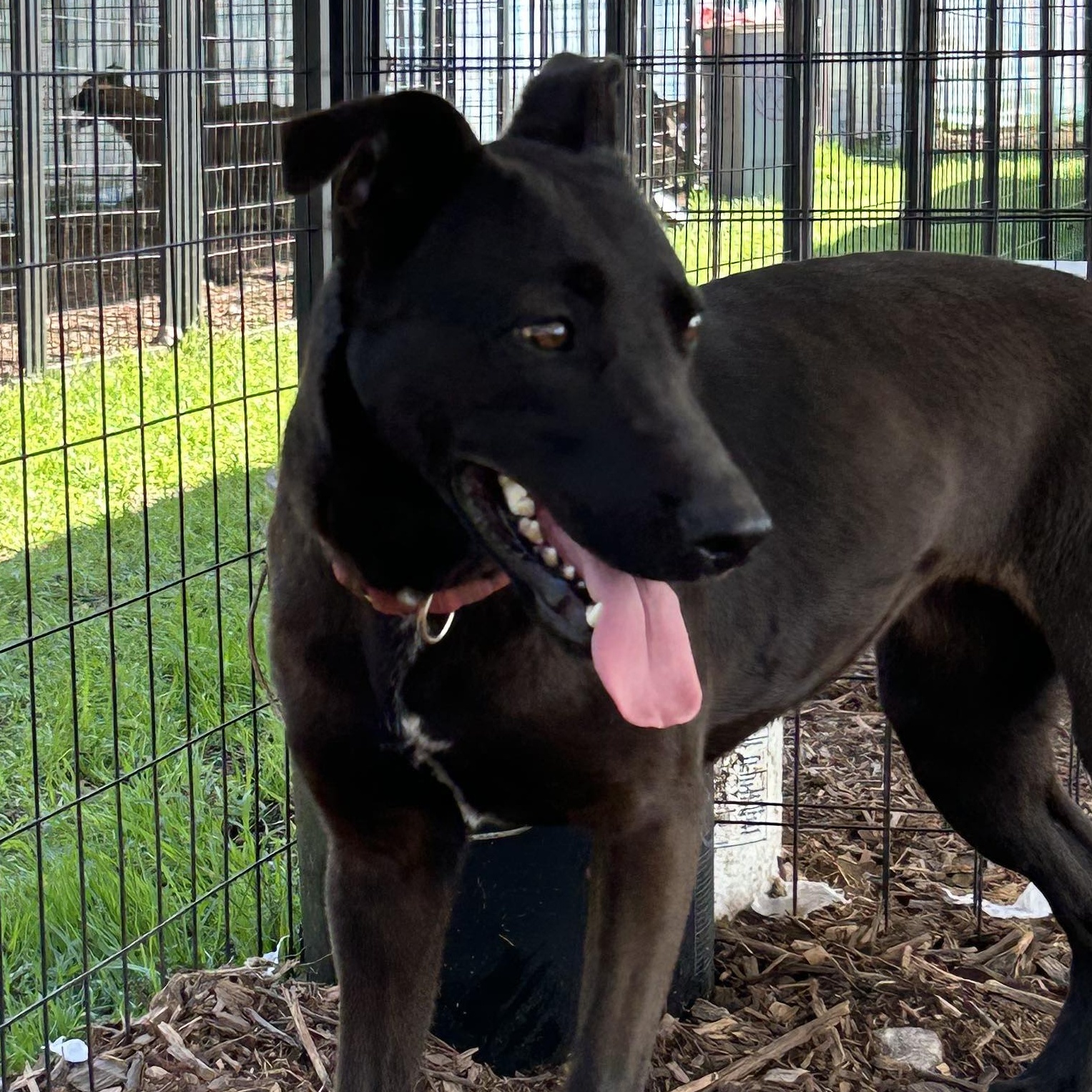 Enlarge Galaxy, a Adoptable mixed breed in Kempner, TX image 11/12