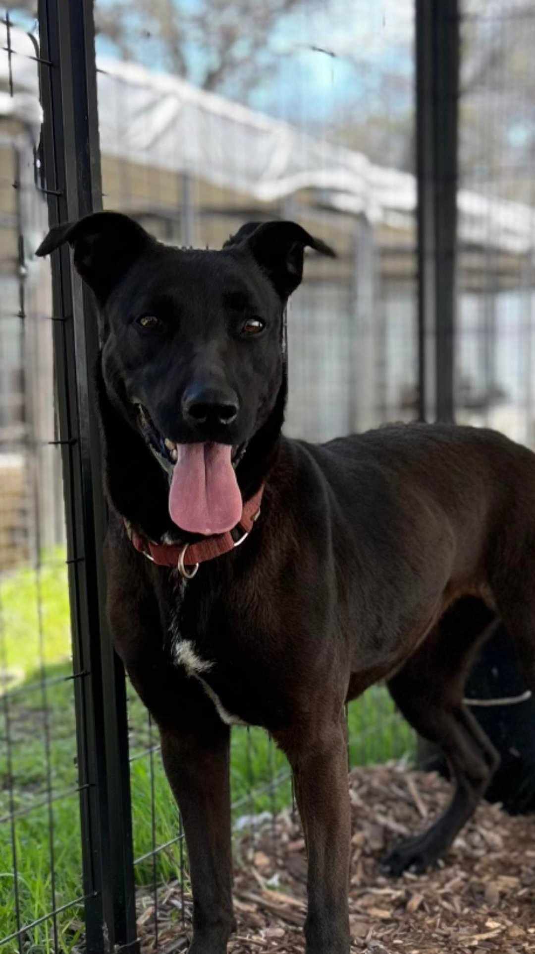 Galaxy, Adoptable, Adult Female German Shepherd Dog & Pit Bull Terrier.