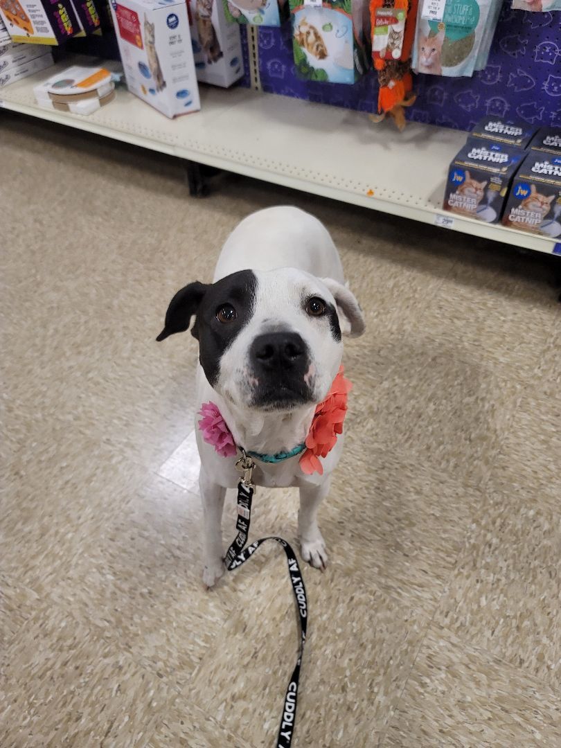 Enlarge Sissy, a Adoptable mixed breed in Pluckemin, NJ image 1/6