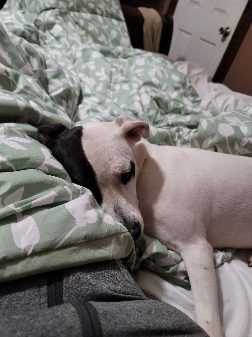 Enlarge Sissy, a Adoptable mixed breed in Pluckemin, NJ image 2/6