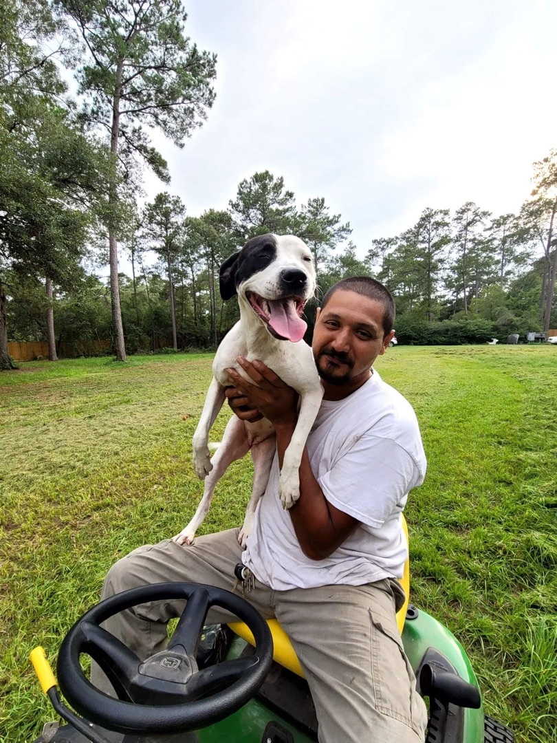 Sissy, Adoptable, Adult Female American Staffordshire Terrier.