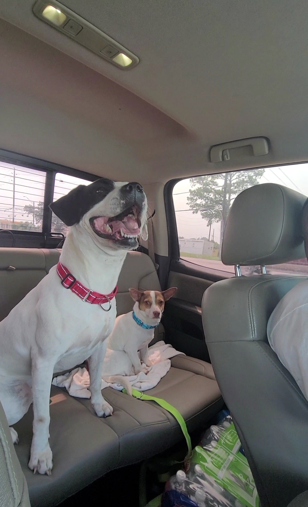 Enlarge Sissy, a Adoptable mixed breed in Pluckemin, NJ image 4/6