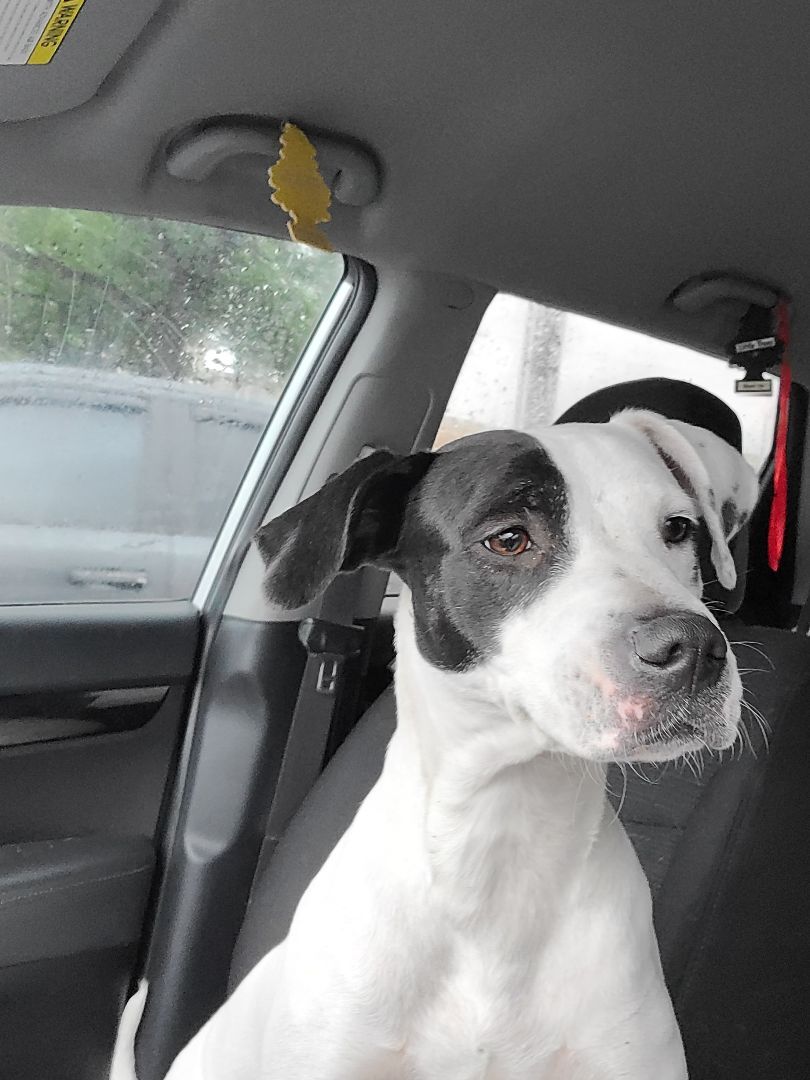 Enlarge Sissy, a Adoptable mixed breed in Pluckemin, NJ image 5/6