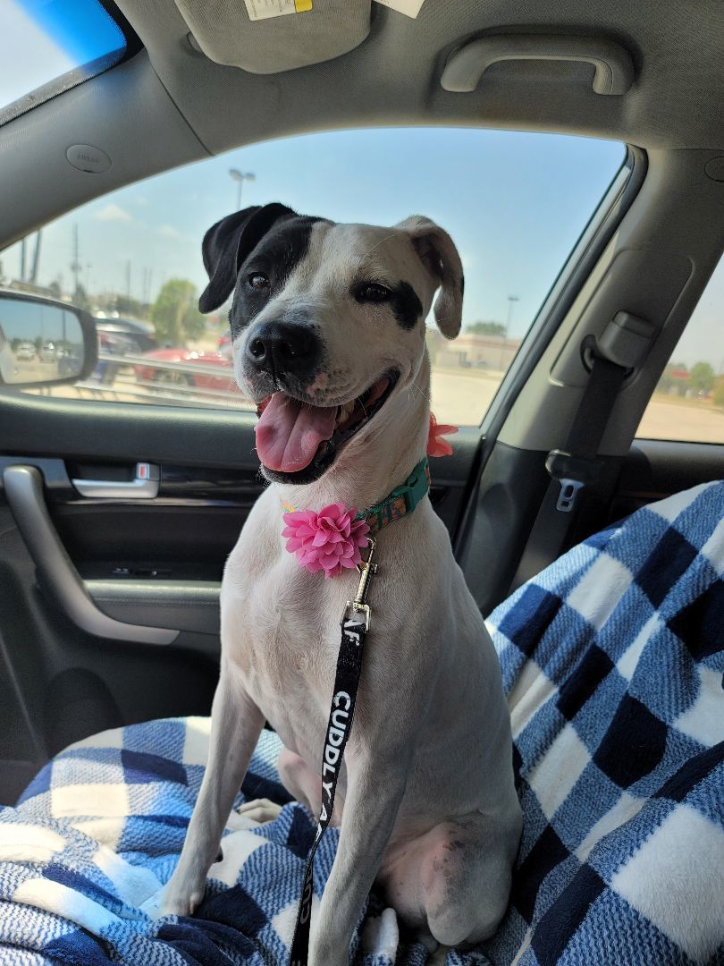 Enlarge Sissy, a Adoptable mixed breed in Pluckemin, NJ image 6/6