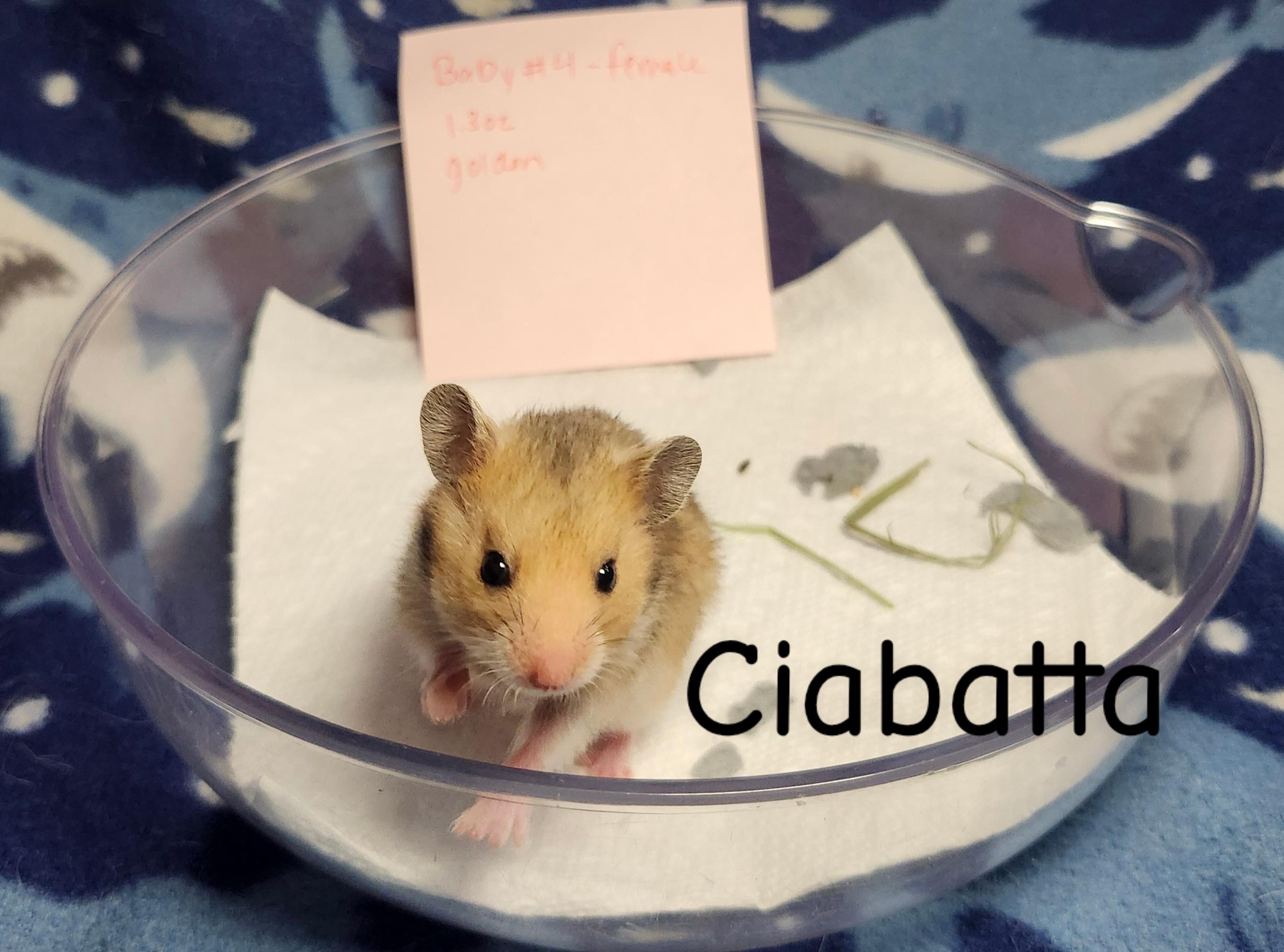 Enlarge The Bread Bunch- Females, a ADOPTABLE Hamster in West Chester, OH image 4/5