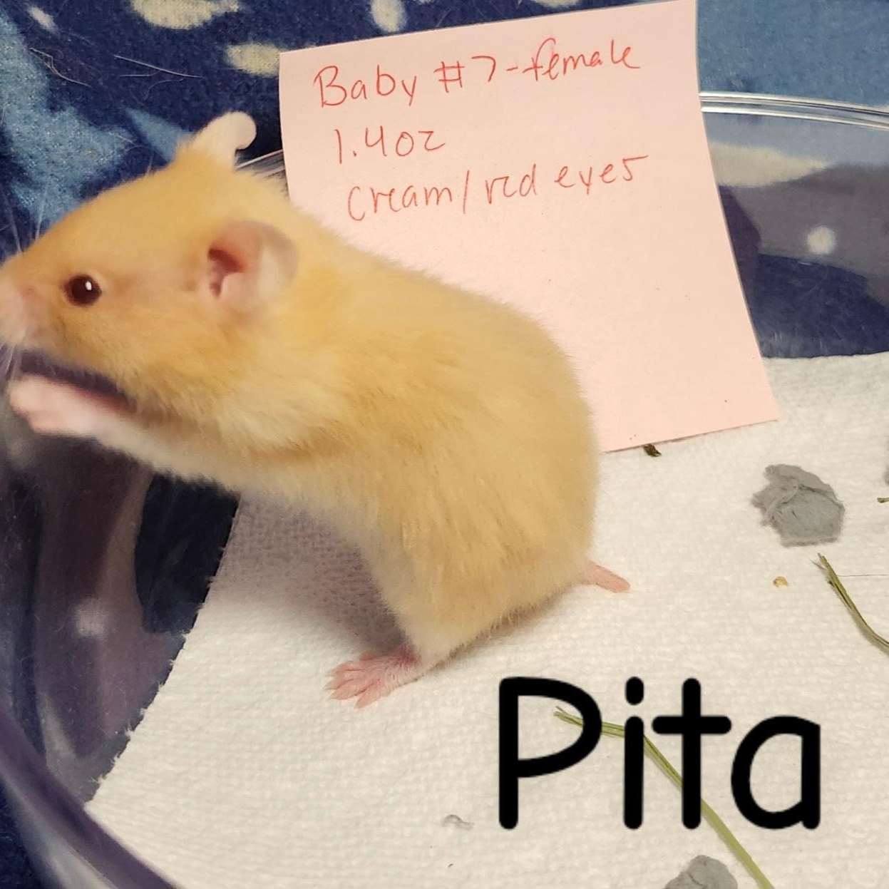 Enlarge The Bread Bunch- Females, a ADOPTABLE Hamster in West Chester, OH image 3/5