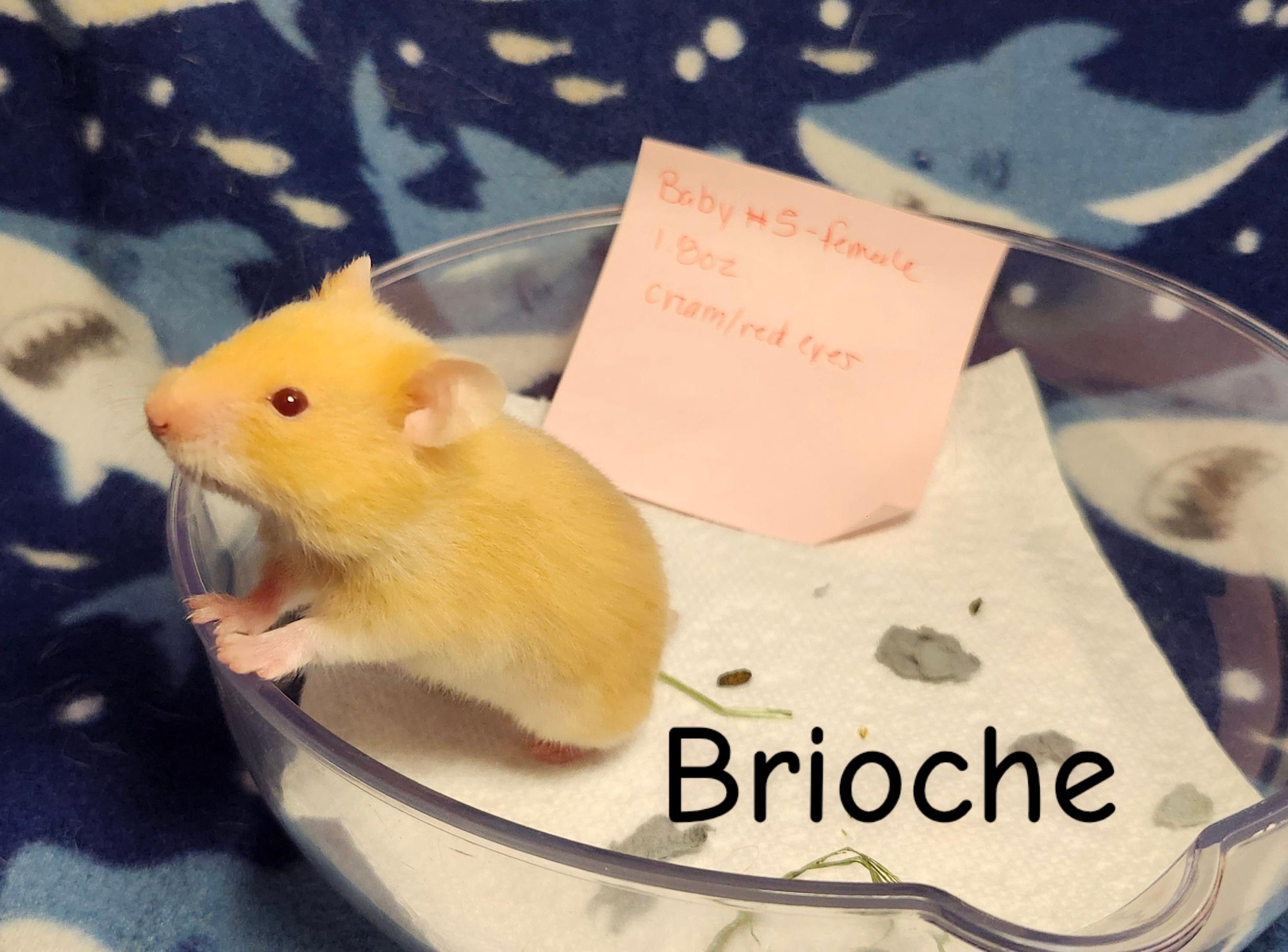 Enlarge The Bread Bunch- Females, a ADOPTABLE Hamster in West Chester, OH image 5/5
