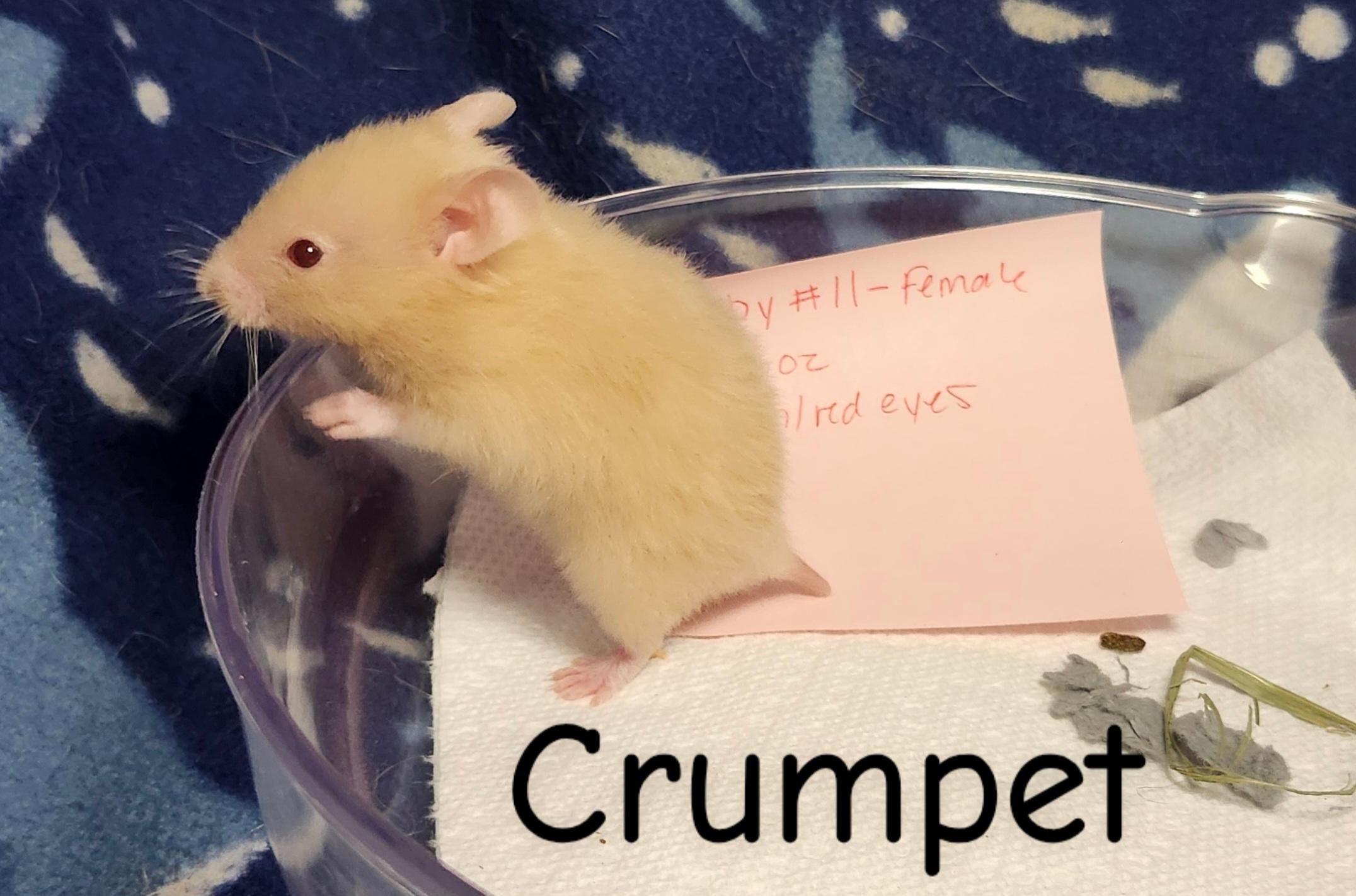 Enlarge The Bread Bunch- Females, a ADOPTABLE Hamster in West Chester, OH image 2/5
