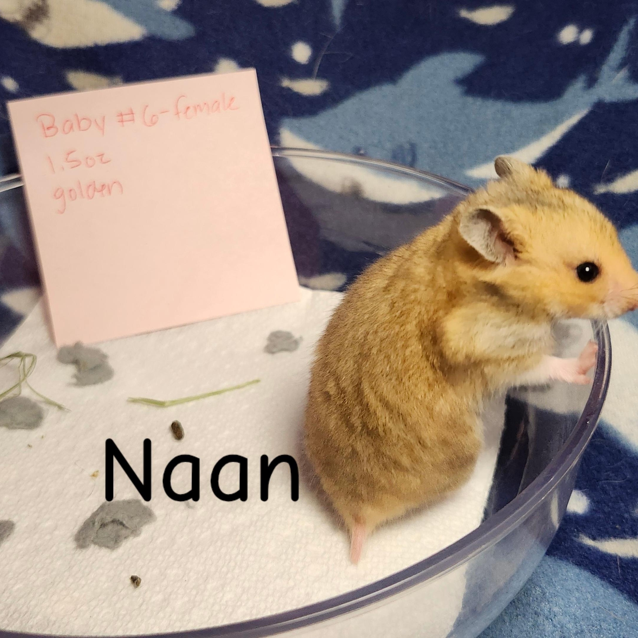 Enlarge The Bread Bunch- Females, a ADOPTABLE Hamster in West Chester, OH image 1/5