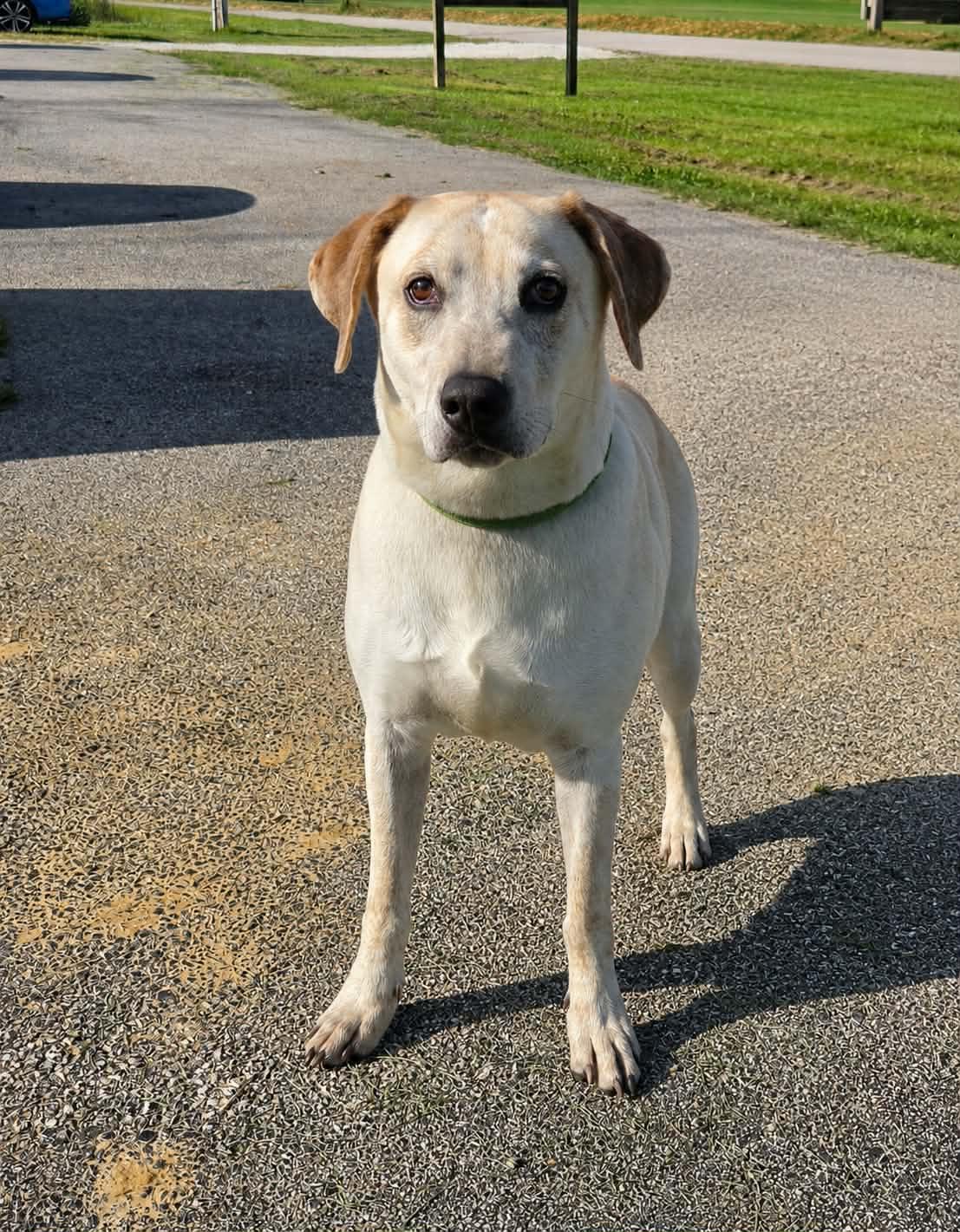 Roscoe, ADOPTABLE, Adult Male Labrador Retriever.
