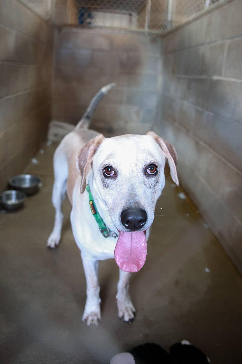 Roscoe, a ADOPTABLE mixed breed in Petersburg, IN image 4/5