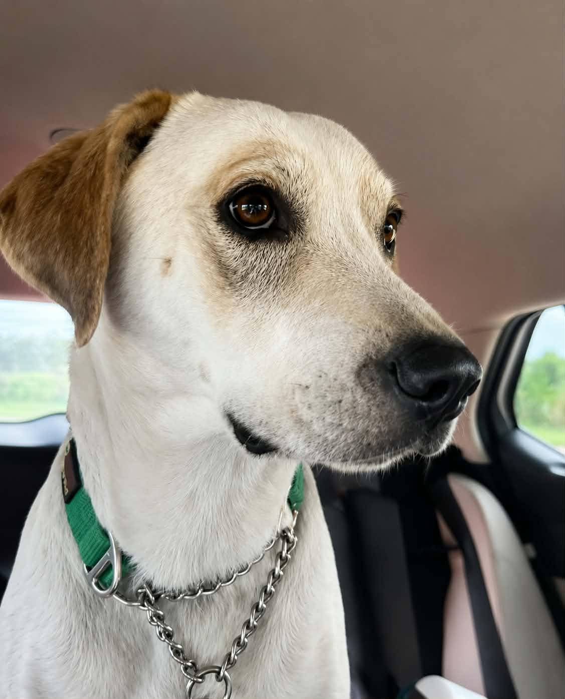 Roscoe, a ADOPTABLE mixed breed in Petersburg, IN image 3/5