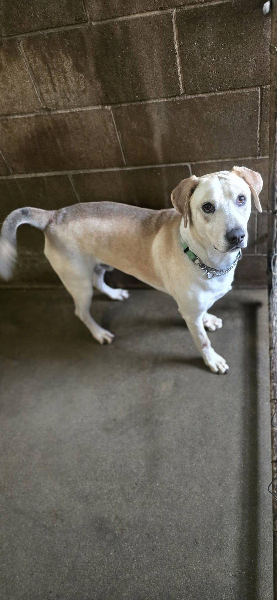 Roscoe, a ADOPTABLE mixed breed in Petersburg, IN image 5/5