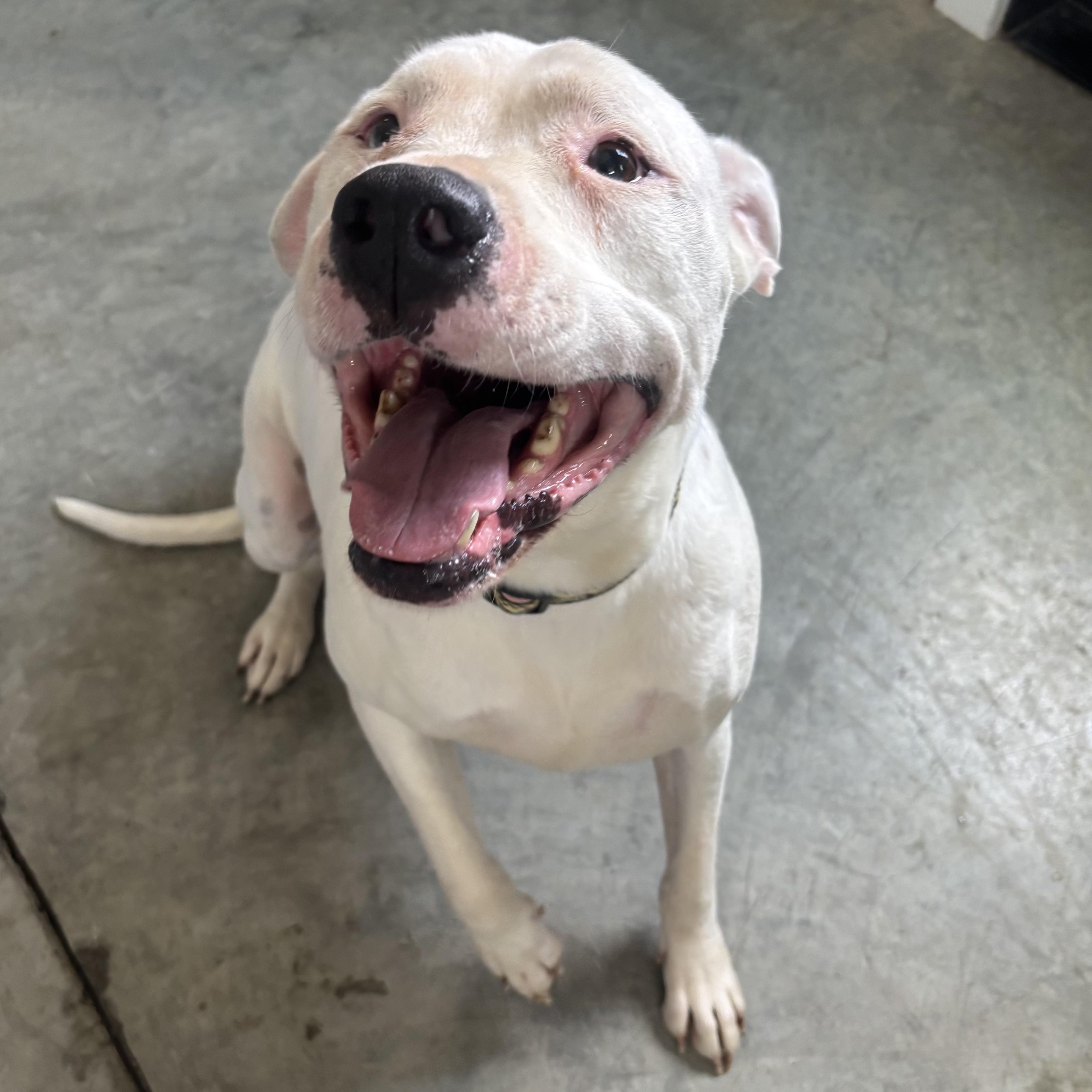 Enlarge Athena, an adoptable mixed breed in Waynesburg, PA image 3/6