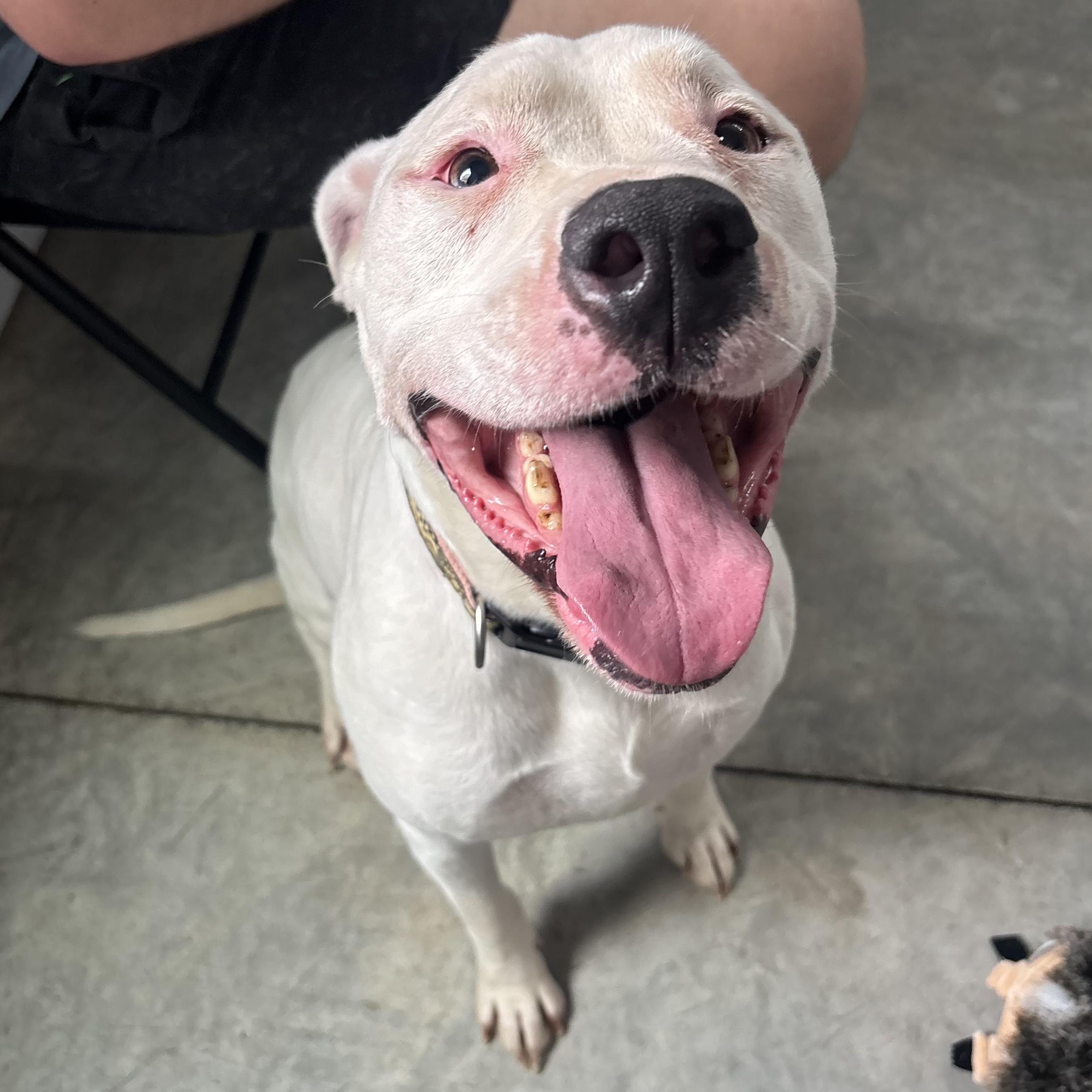 Enlarge Athena, an adoptable mixed breed in Waynesburg, PA image 5/6