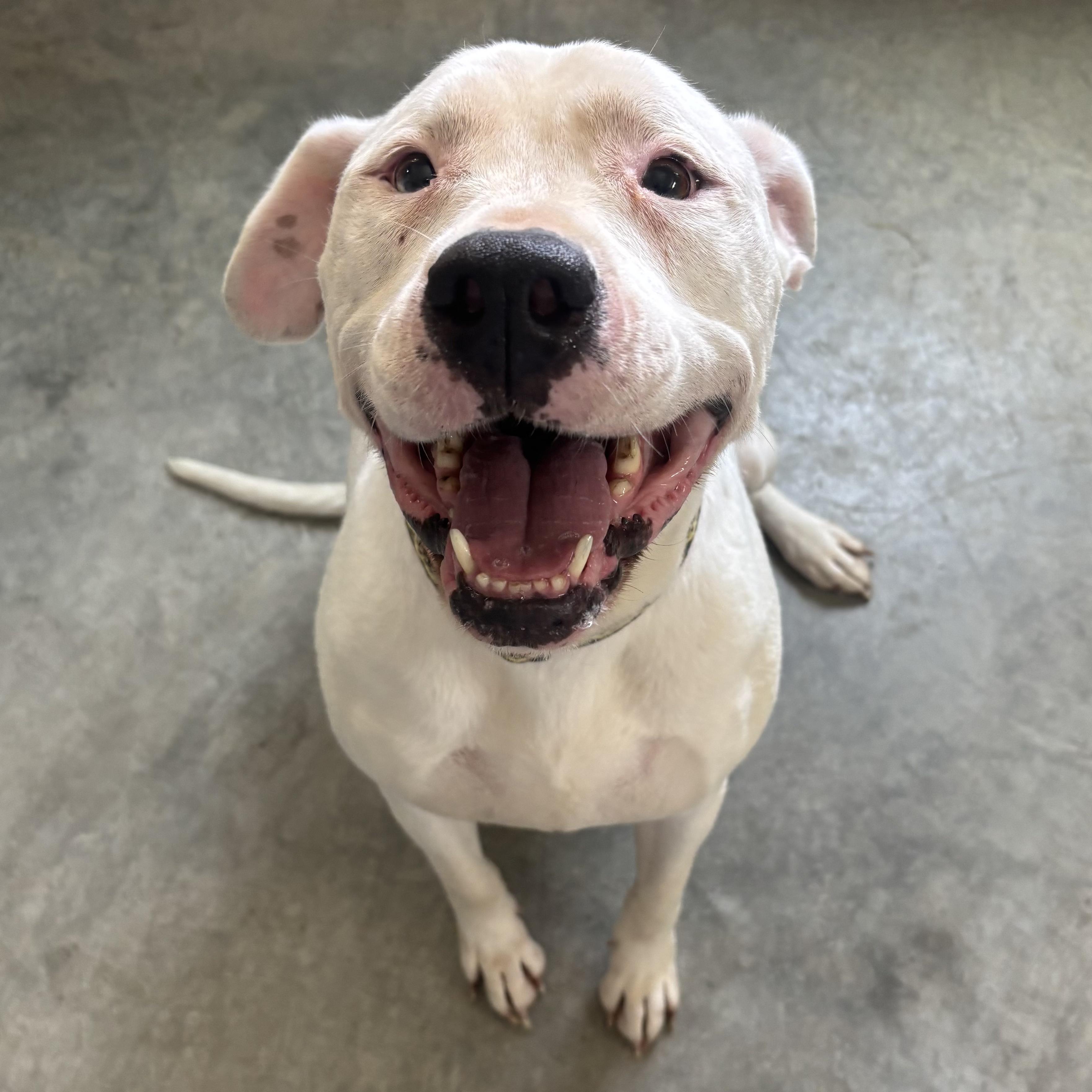 Athena, adoptable, Adult Female Pit Bull Terrier.