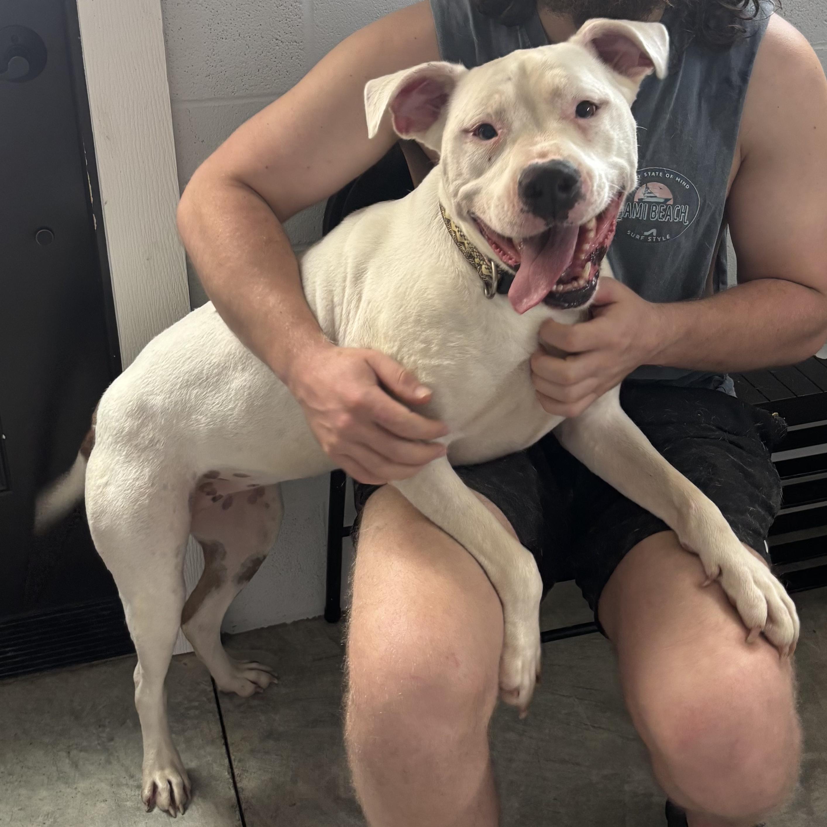 Enlarge Athena, an adoptable mixed breed in Waynesburg, PA image 6/6