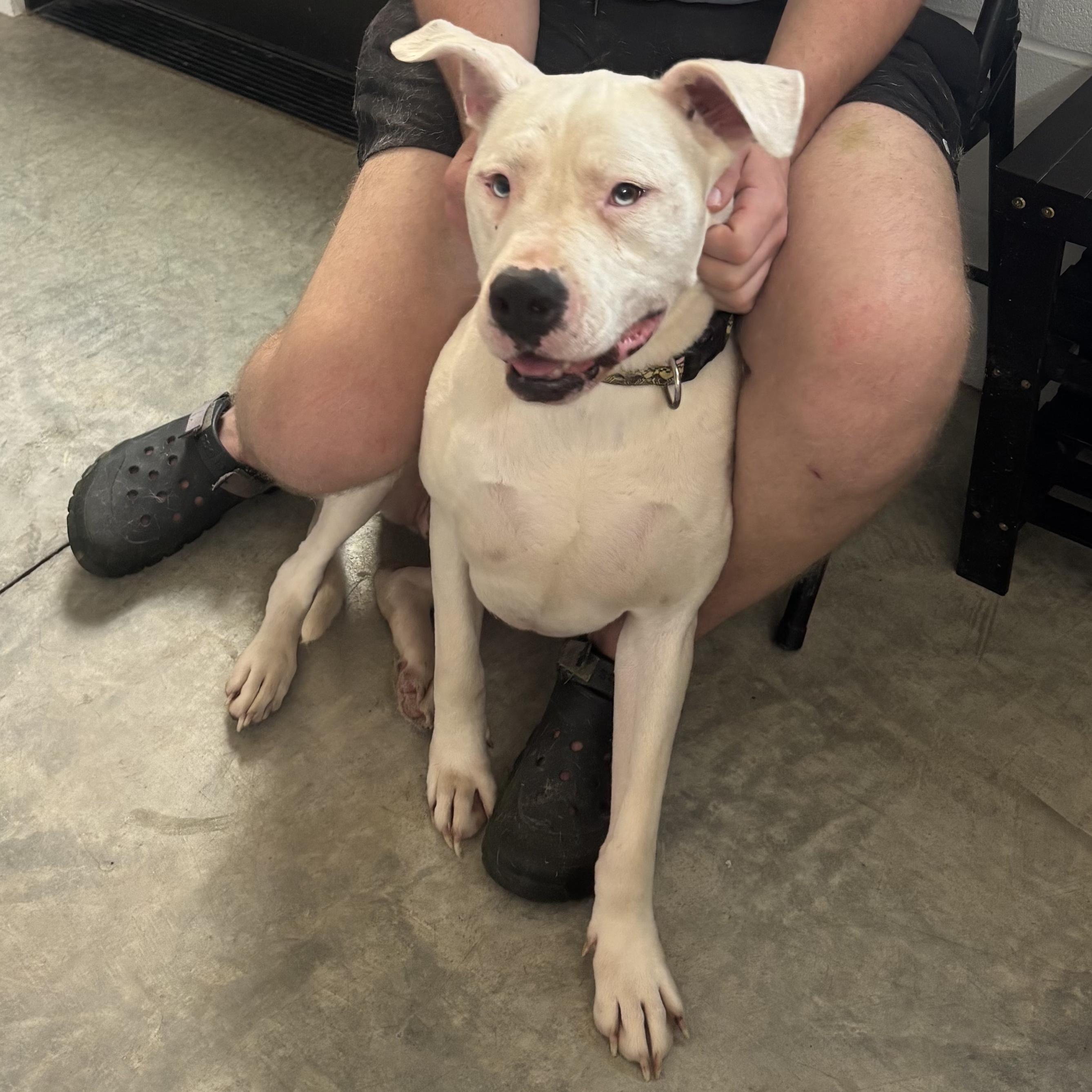 Enlarge Athena, an adoptable mixed breed in Waynesburg, PA image 4/6