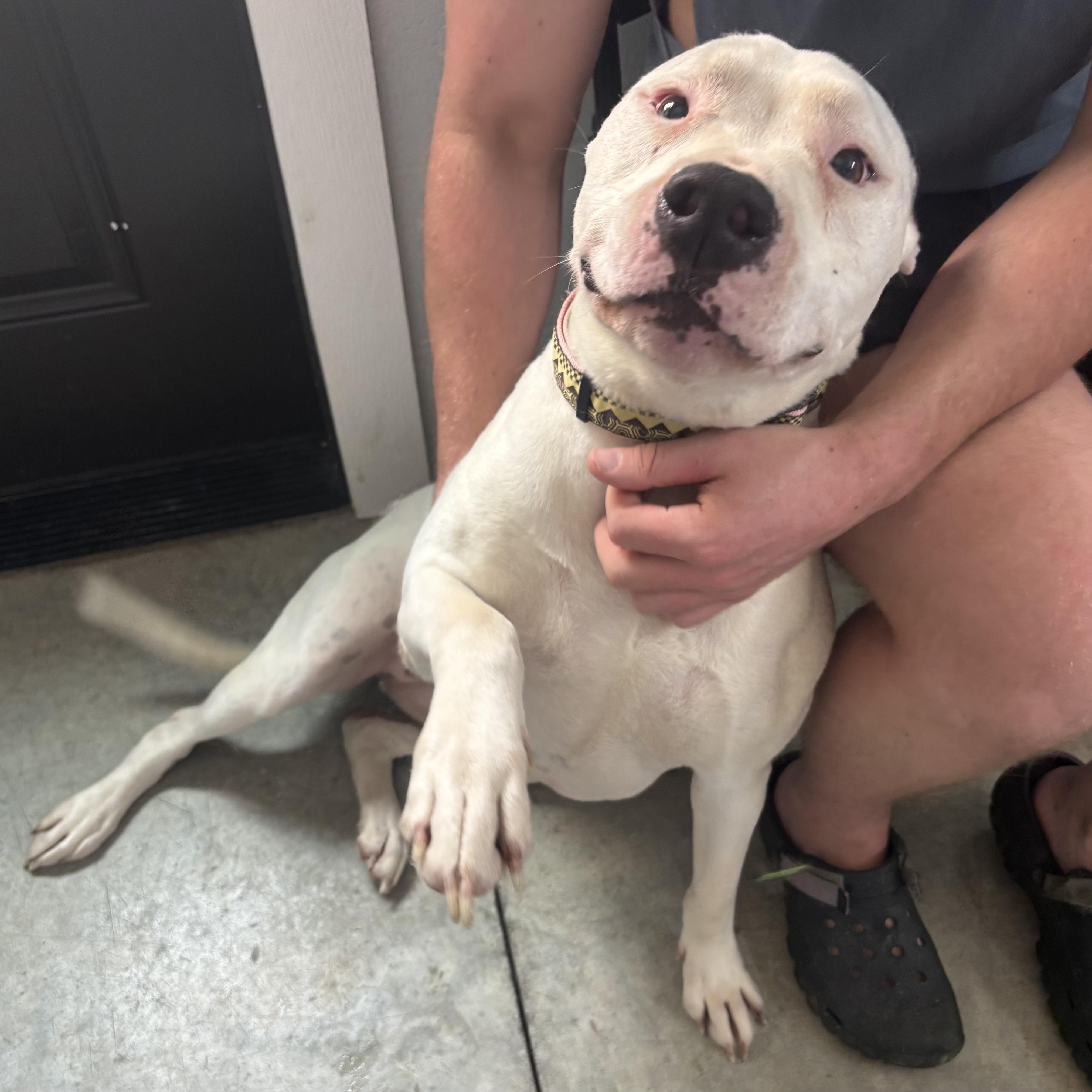 Enlarge Athena, an adoptable mixed breed in Waynesburg, PA image 2/6