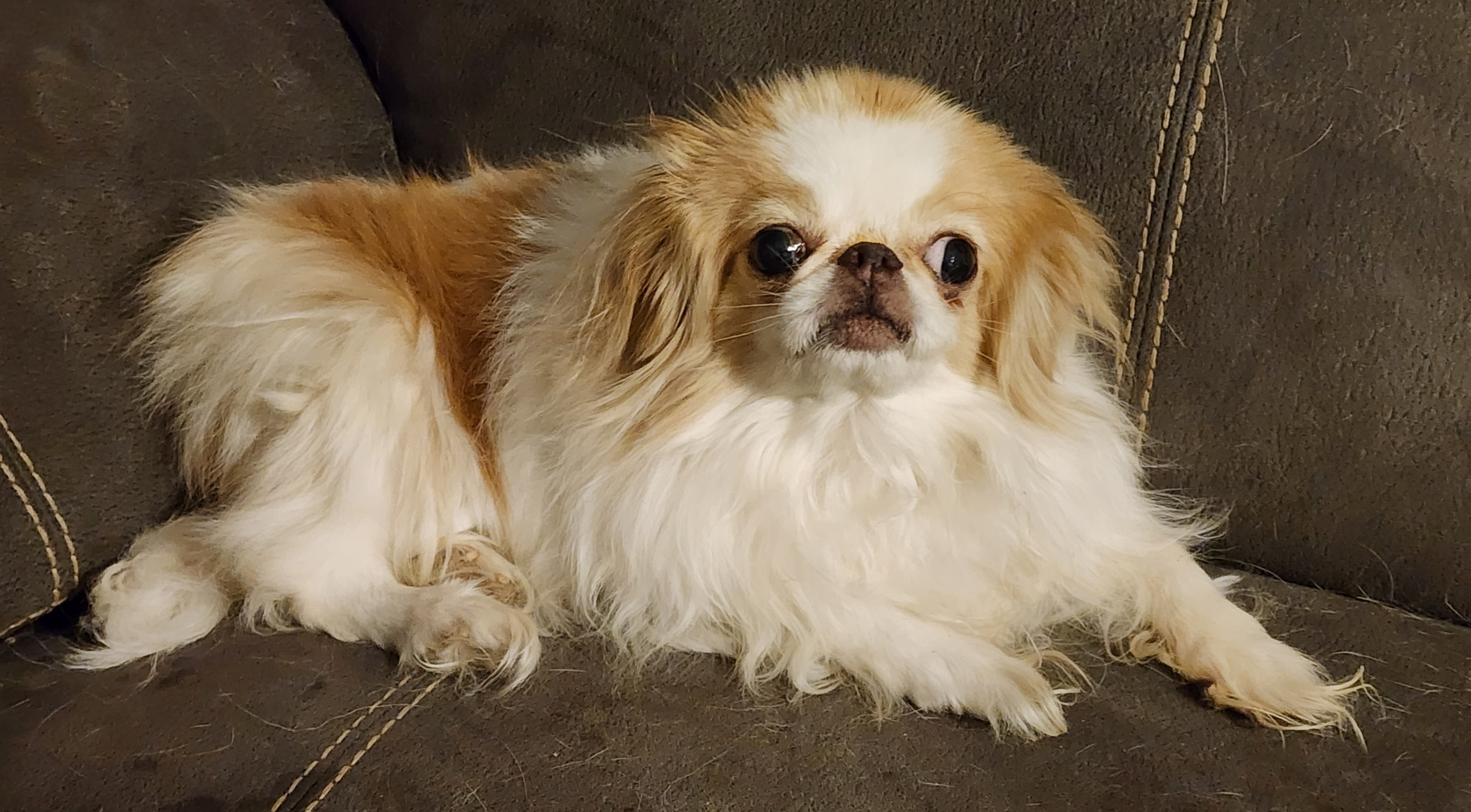 Goldie, Adopted, Adult Female Japanese Chin & Pekingese.
