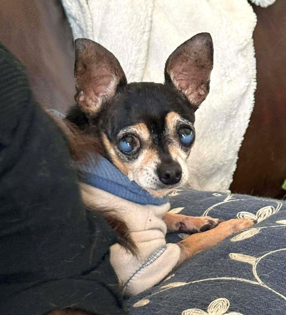 Peso TX, a Adopted Chihuahua in Boonton, NJ image 2/3