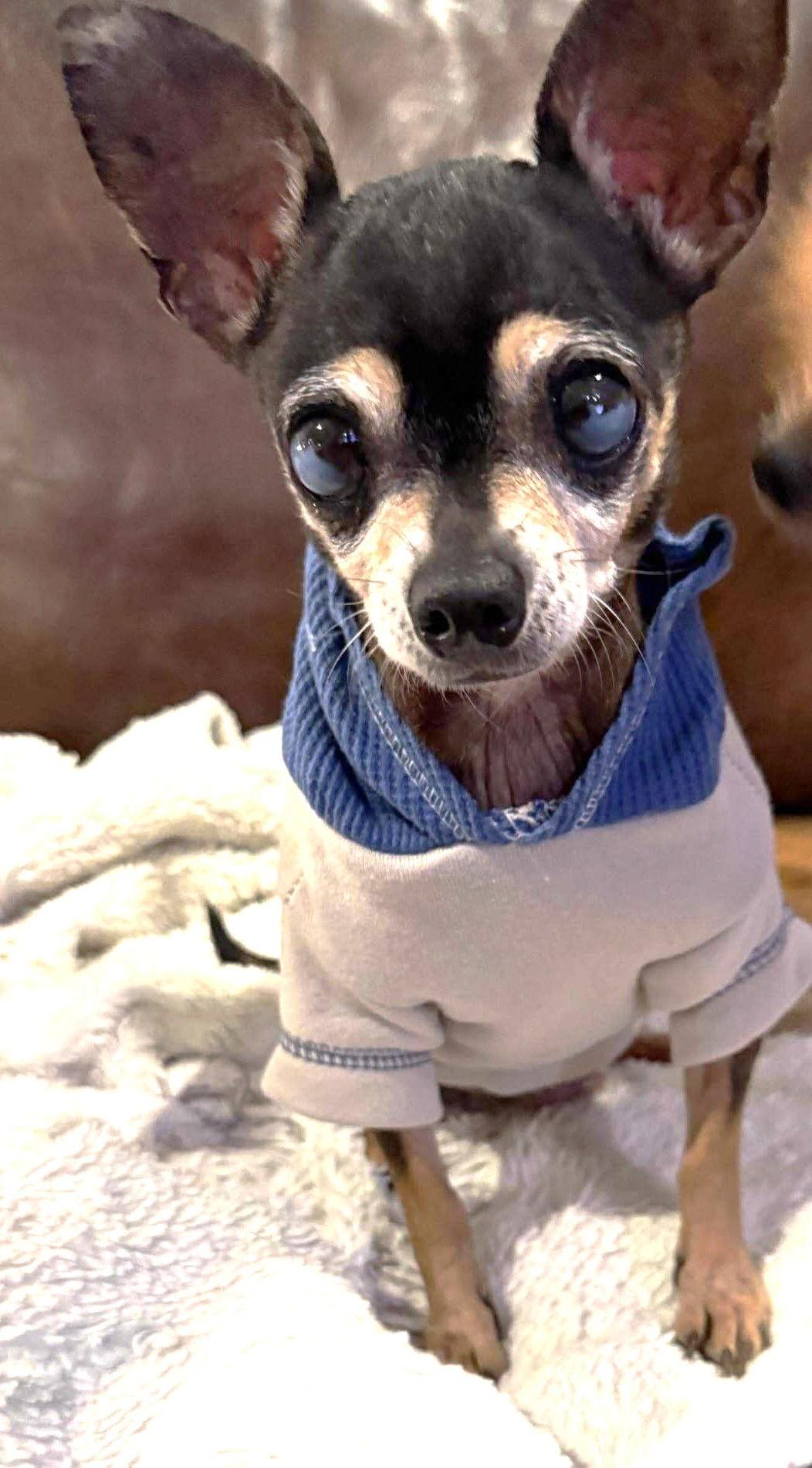 Peso TX, a Adopted Chihuahua in Boonton, NJ image 3/3