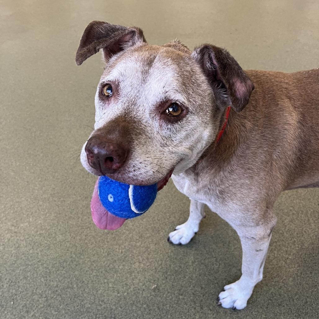 Red Rose, Adoptable, Senior Female Mixed Breed.