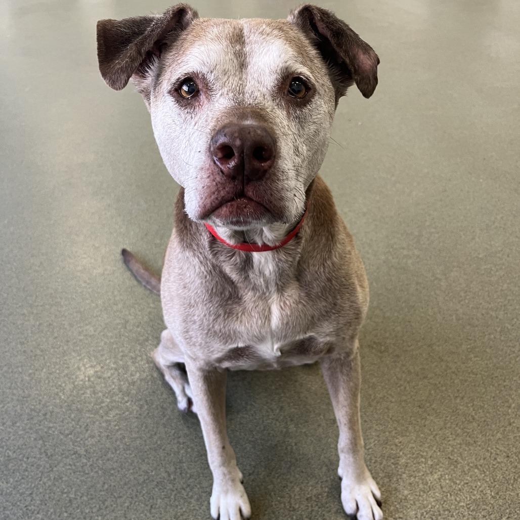 Red Rose, a Adoptable Mixed Breed in Hinsdale, IL image 2/6