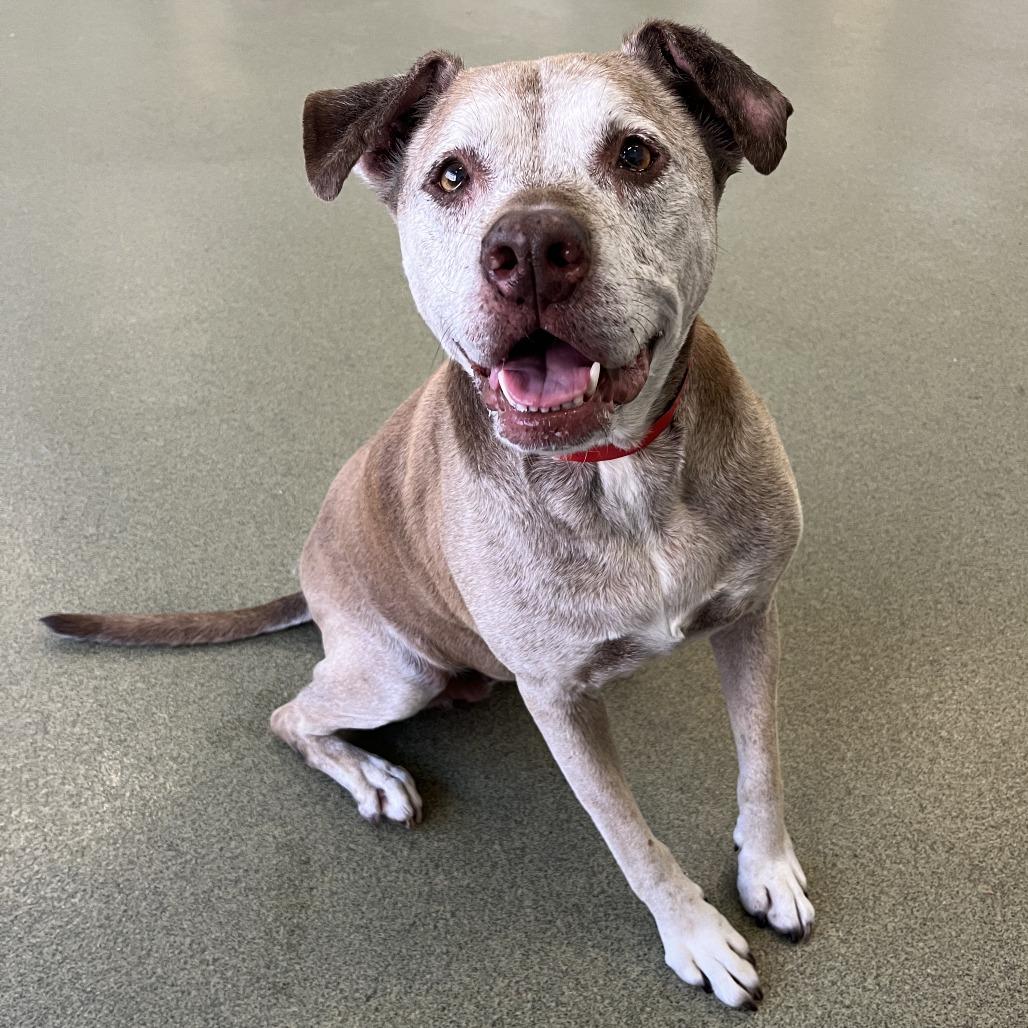 Red Rose, a Adoptable Mixed Breed in Hinsdale, IL image 3/6