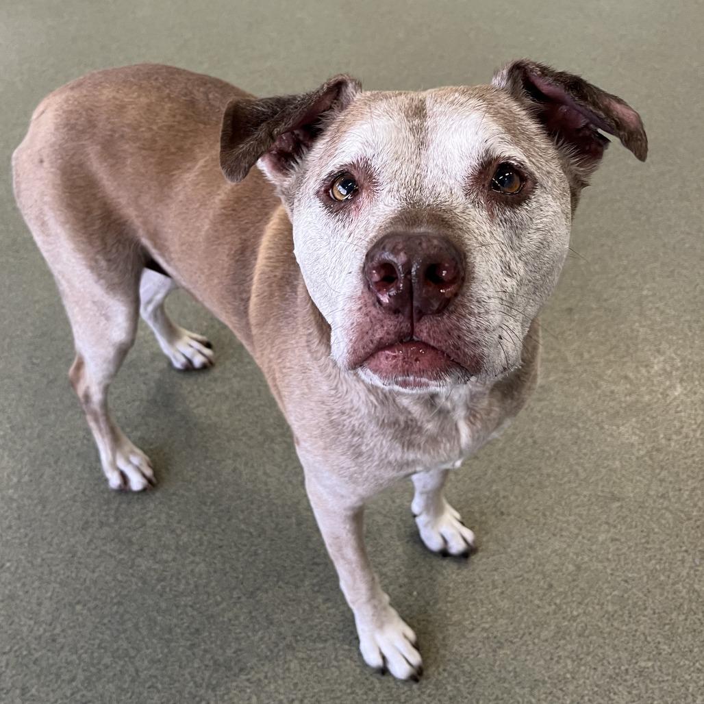 Red Rose, a Adoptable Mixed Breed in Hinsdale, IL image 4/6